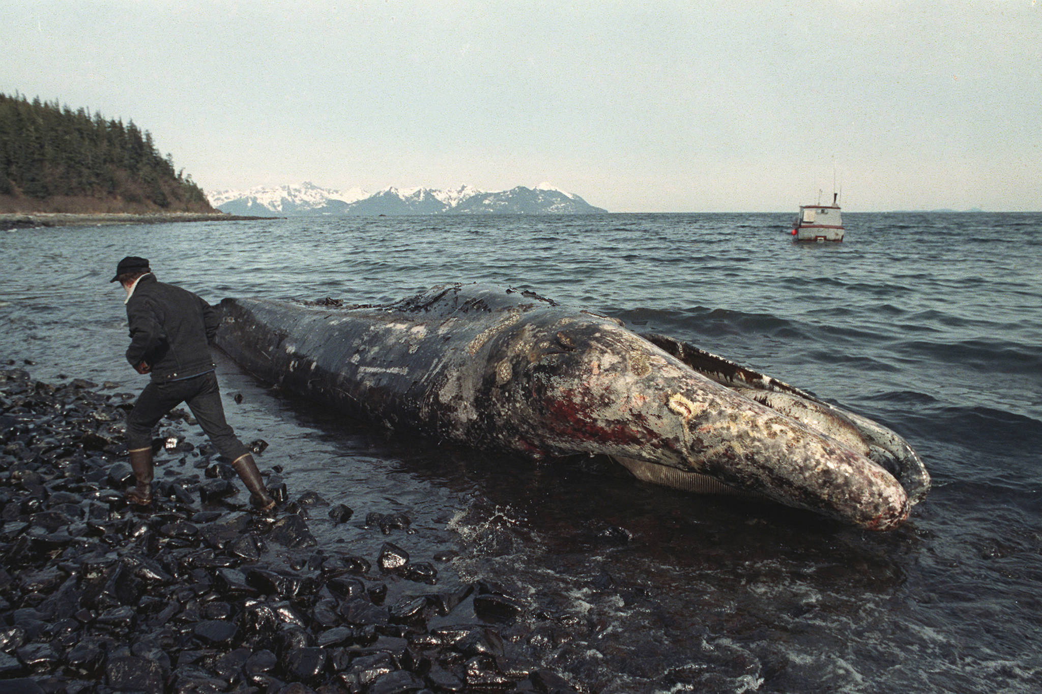 In this photo taken April 9, 1989 photo, a local fisherman inspects a dead California gray whale on the northern shore of Latouche Island, Alaska. The whale was found in the oil-contaminated waters of Prince William Sound. (John Gaps III | Associated Press File)