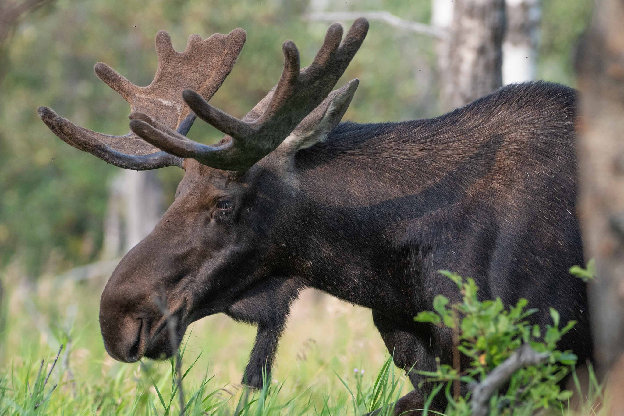 Alaska moose hunter can ‘rev up’ his hovercraft, U.S. Supreme Court rules