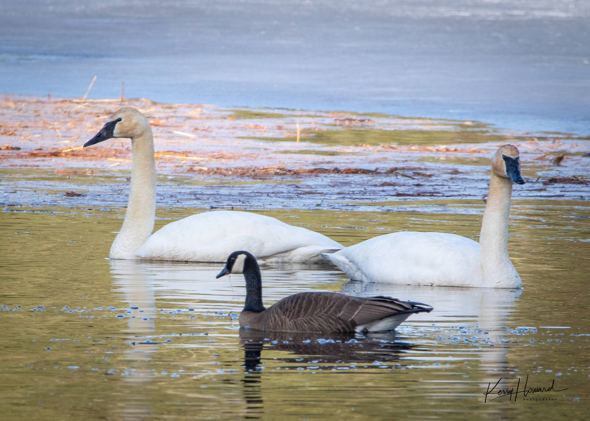Two trumpeter swans and a Canada goose at Amalga Harbor on March 26, 2019. (Courtesy Photo | Kerry Howard)