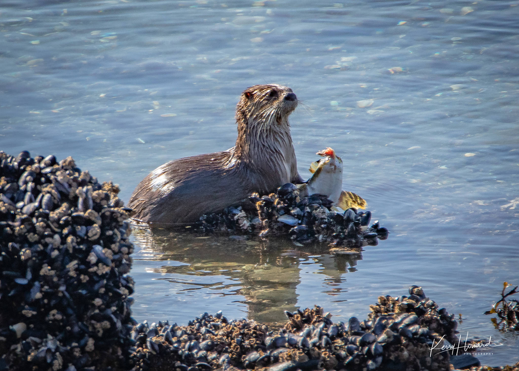 A river otter feasts on a flounder on March 27, 2019. (Courtesy Photo | Kerry Howard)