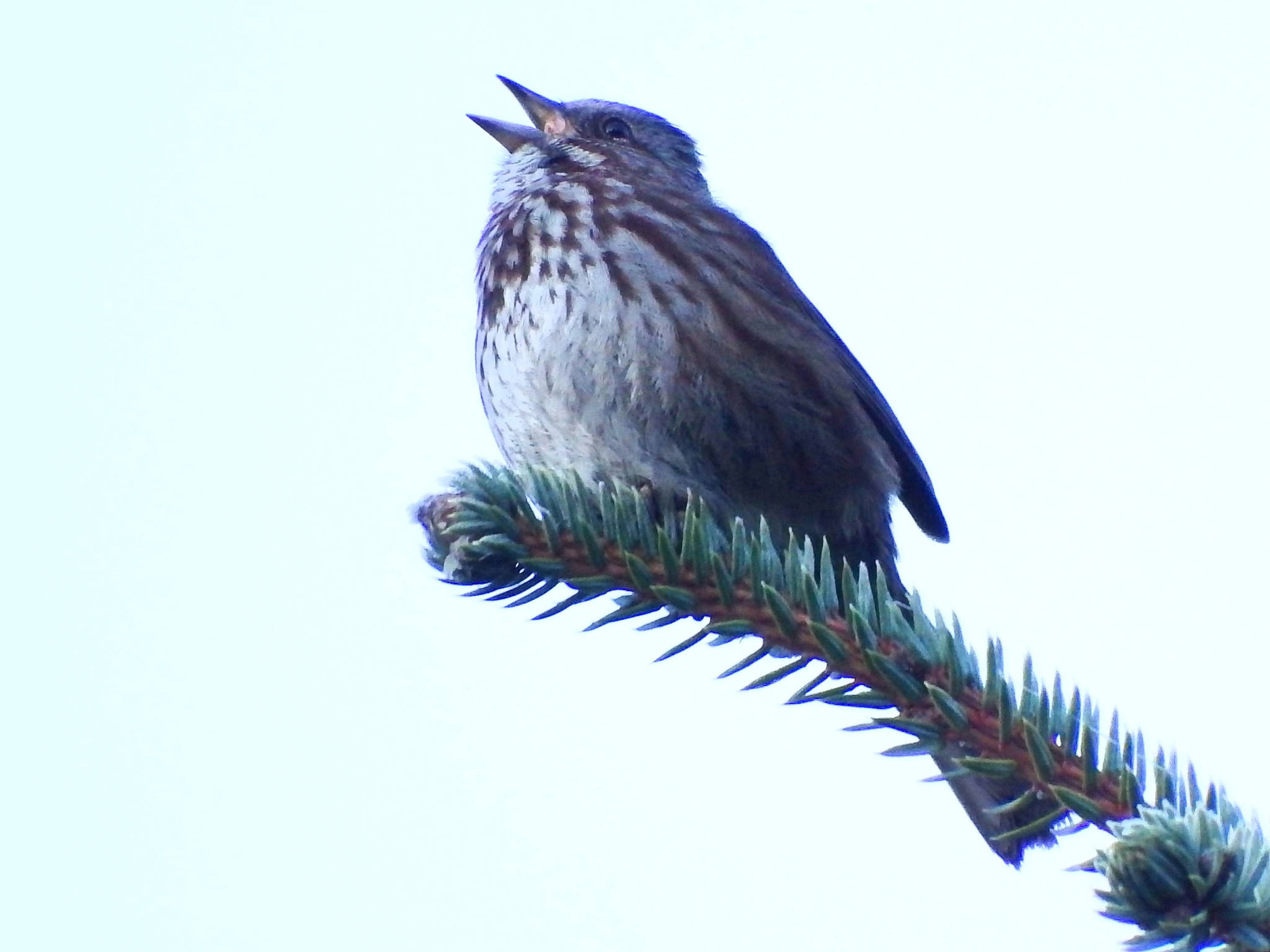 A song sparrow warms up its pipes on March 31, 2019. (Courtesy Photo | Linda Shaw)