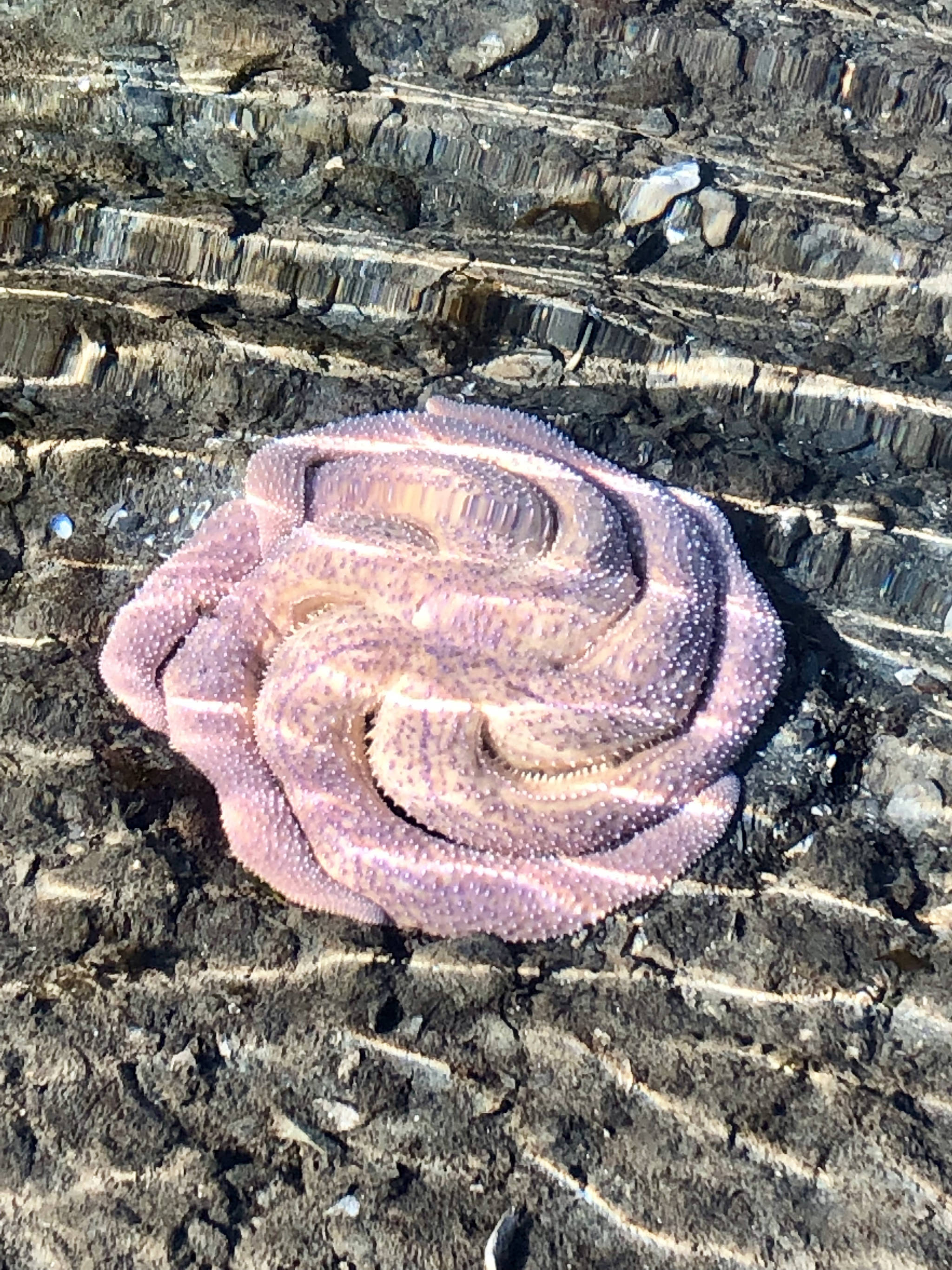A sea star at low tide on Sheep Creek beach on March 24, 2019. (Courtesy Photo | Donna Pierce)