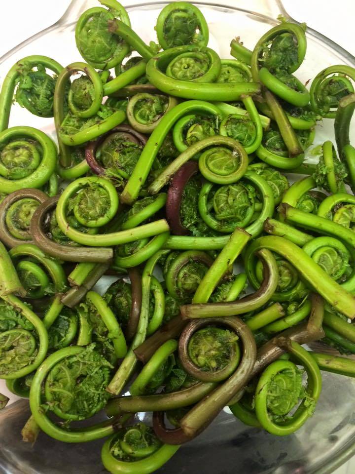 Early spring fiddleheads picked in Sitka. (Courtesy Photo | Vivian Mork Yeilk)
