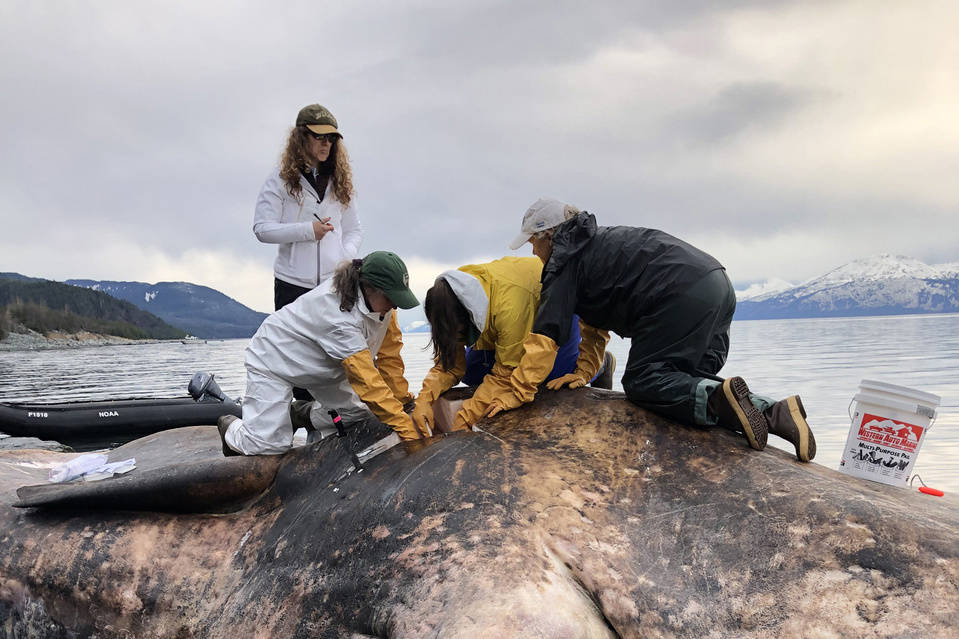 A team of marine mammal experts performs a necropsy on a male sperm whale. (Courtesy photo | Johanna Vollenweider, NOAA)