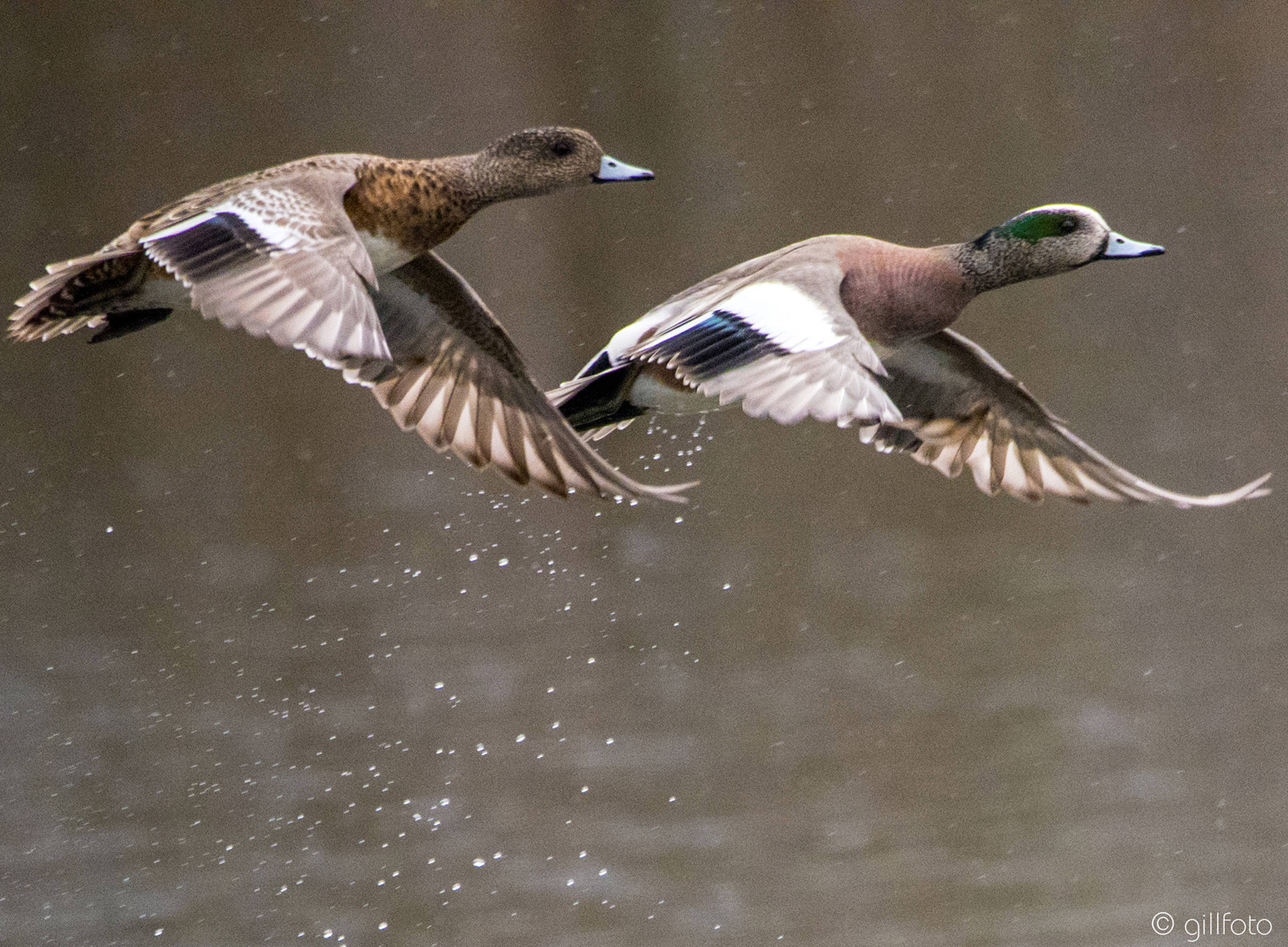 A pair of American wigeons take flight at Rotary Park on April 23. (Courtesy Photo | Kenneth Gill)                                <strong style="background-color: rgb(255, 255, 255);"></strong>