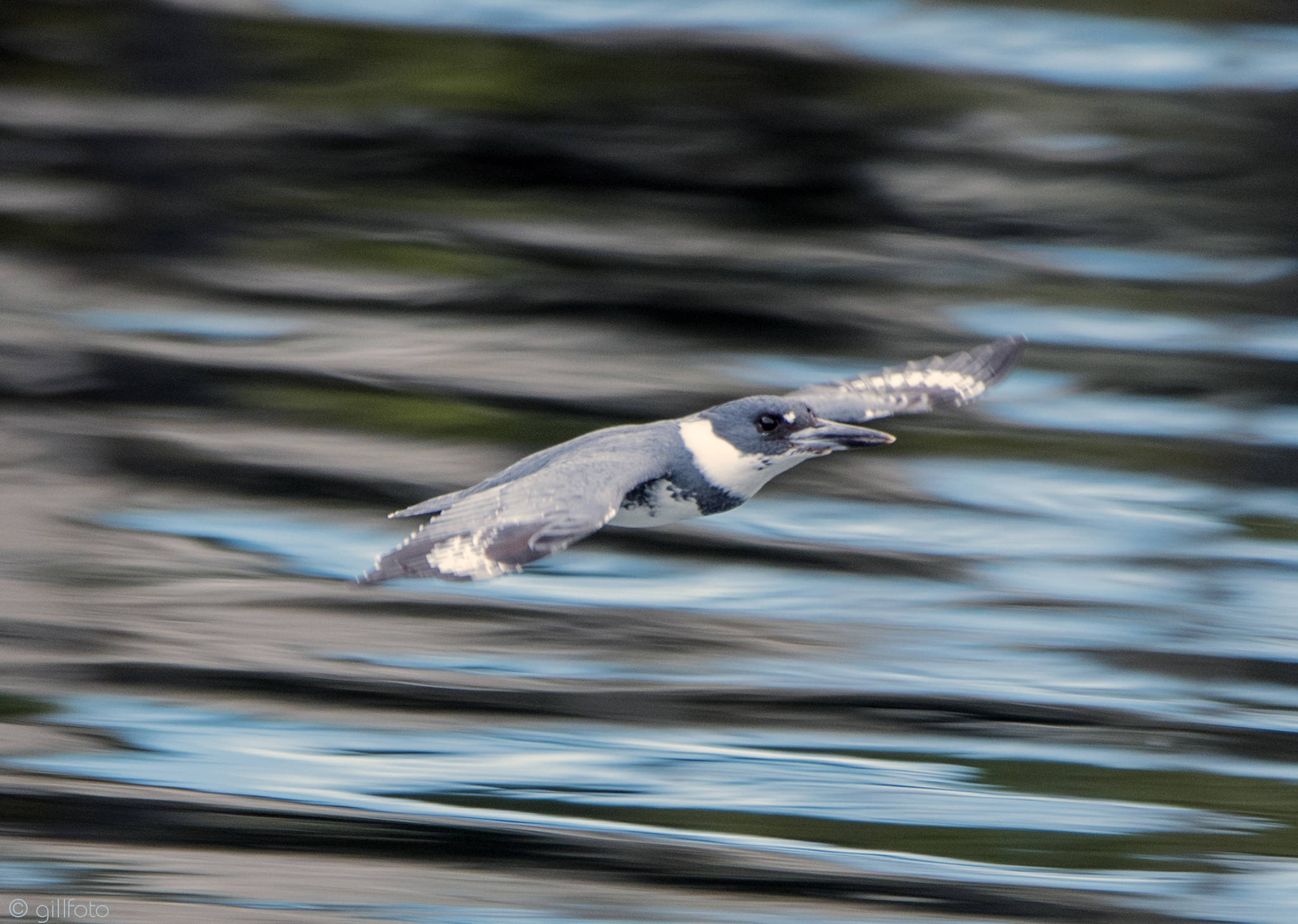 A belted kingfisher at Don D. Statter Memorial Boat Harbor in Auke Bay in Juneau, Alaska on April 12, 2019. (Courtesy Photo | Kenneth Gill)
