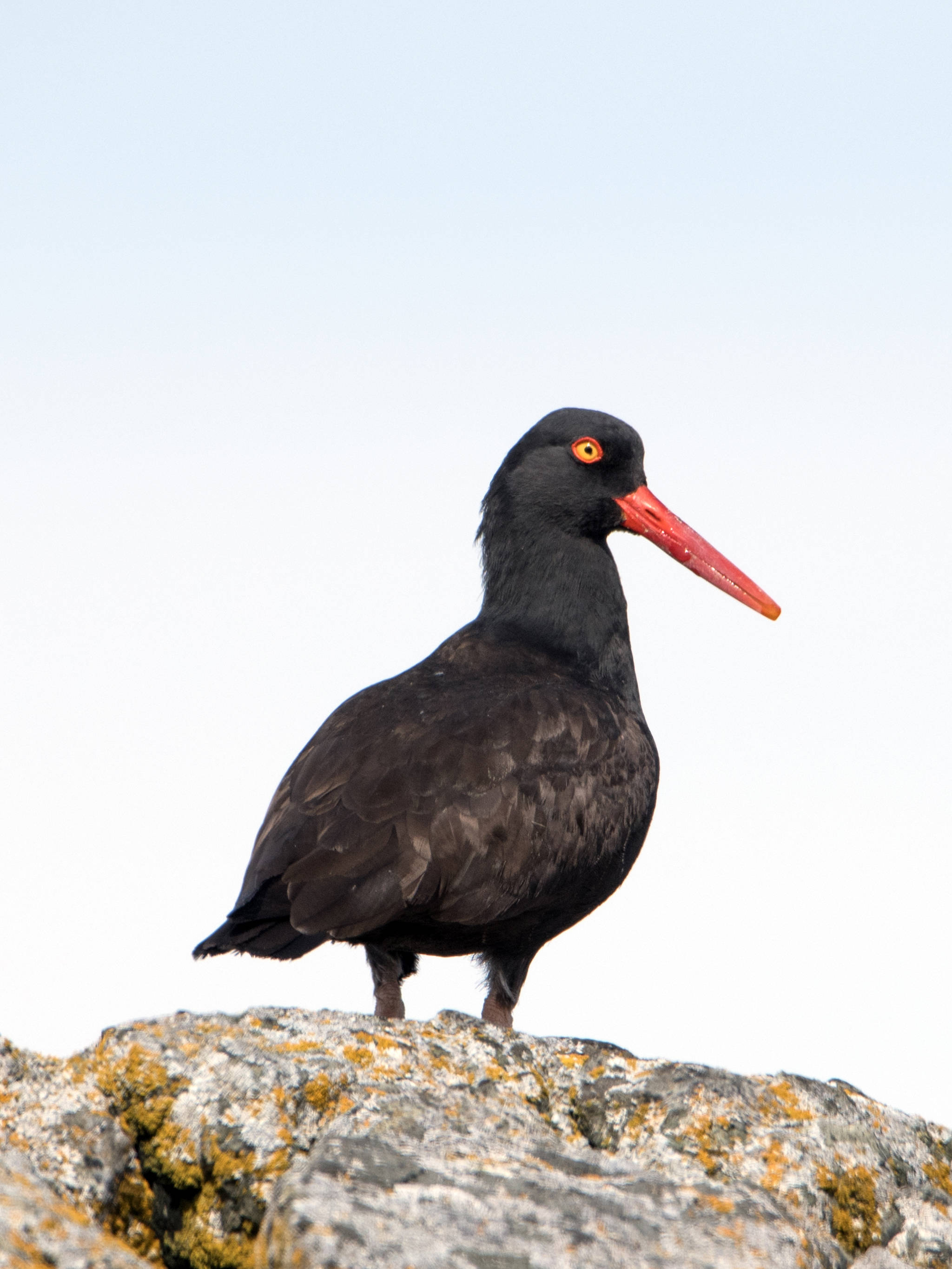 A black oystercatcher at Bridget Cove in Juneau. (Courtesy Photo | Kenneth Gill)