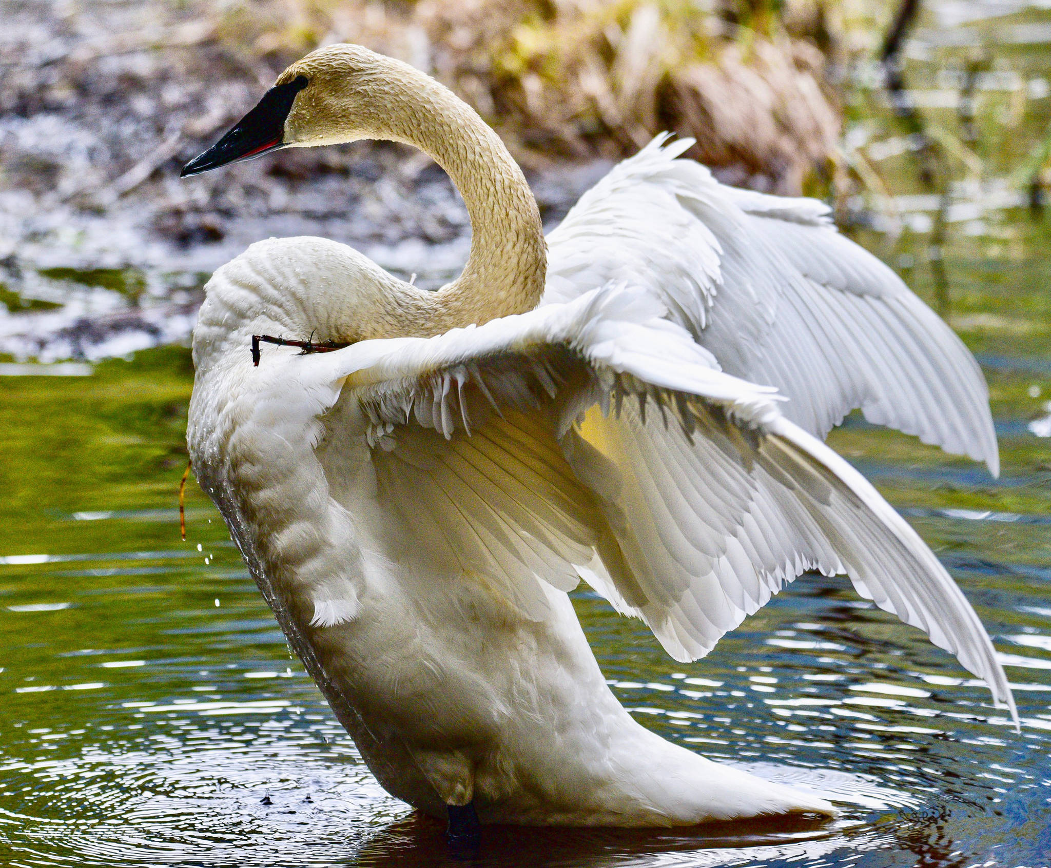 A trumpeter swan stretches in Juneau on April 11, 2019. (Courtesy Photo | Scott Spickler)