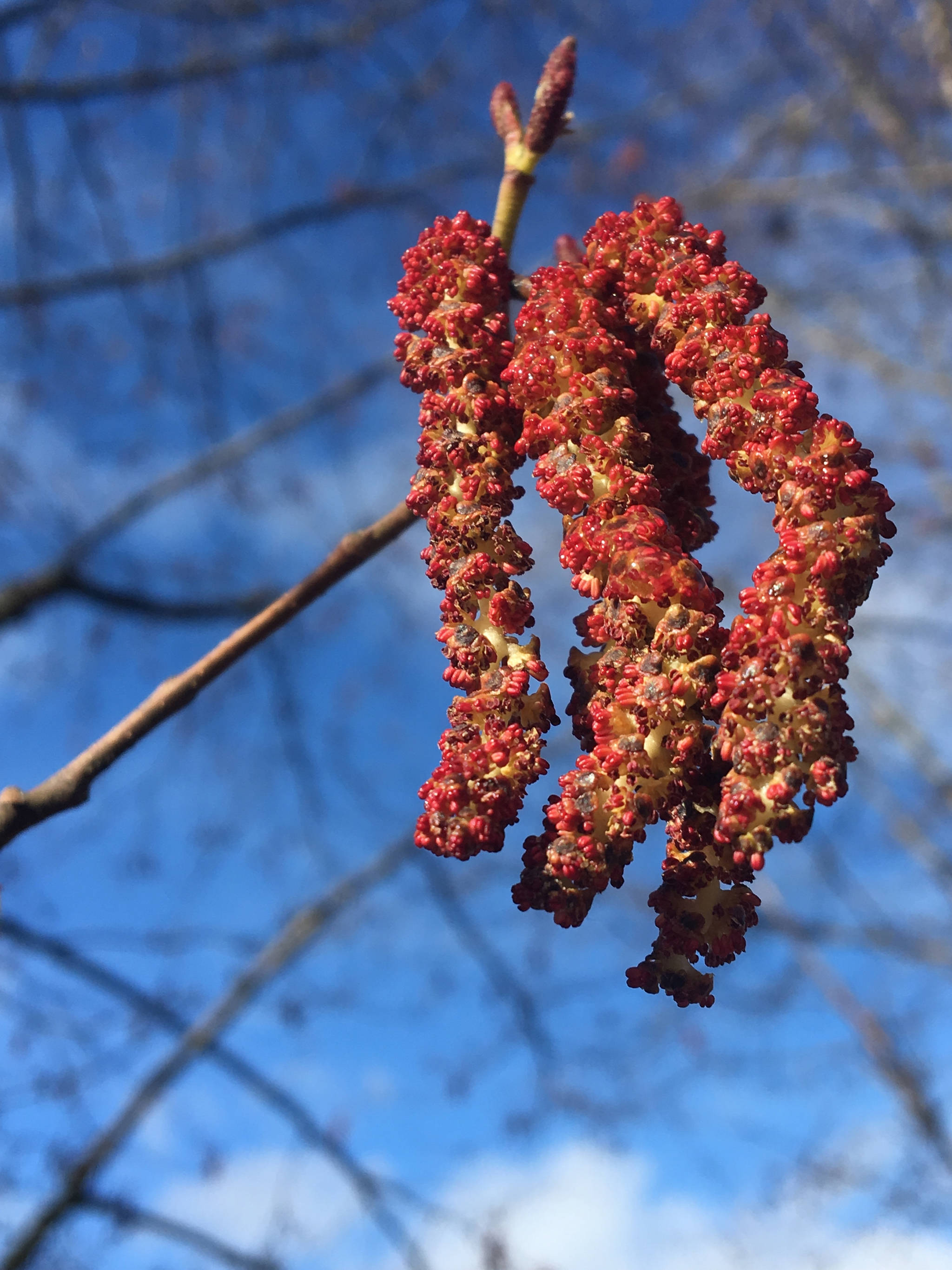 Dewey alder catkins glisten in the early morning sun at Twin Lakes on April 15. (Courtesy Photo | Denise Carroll)