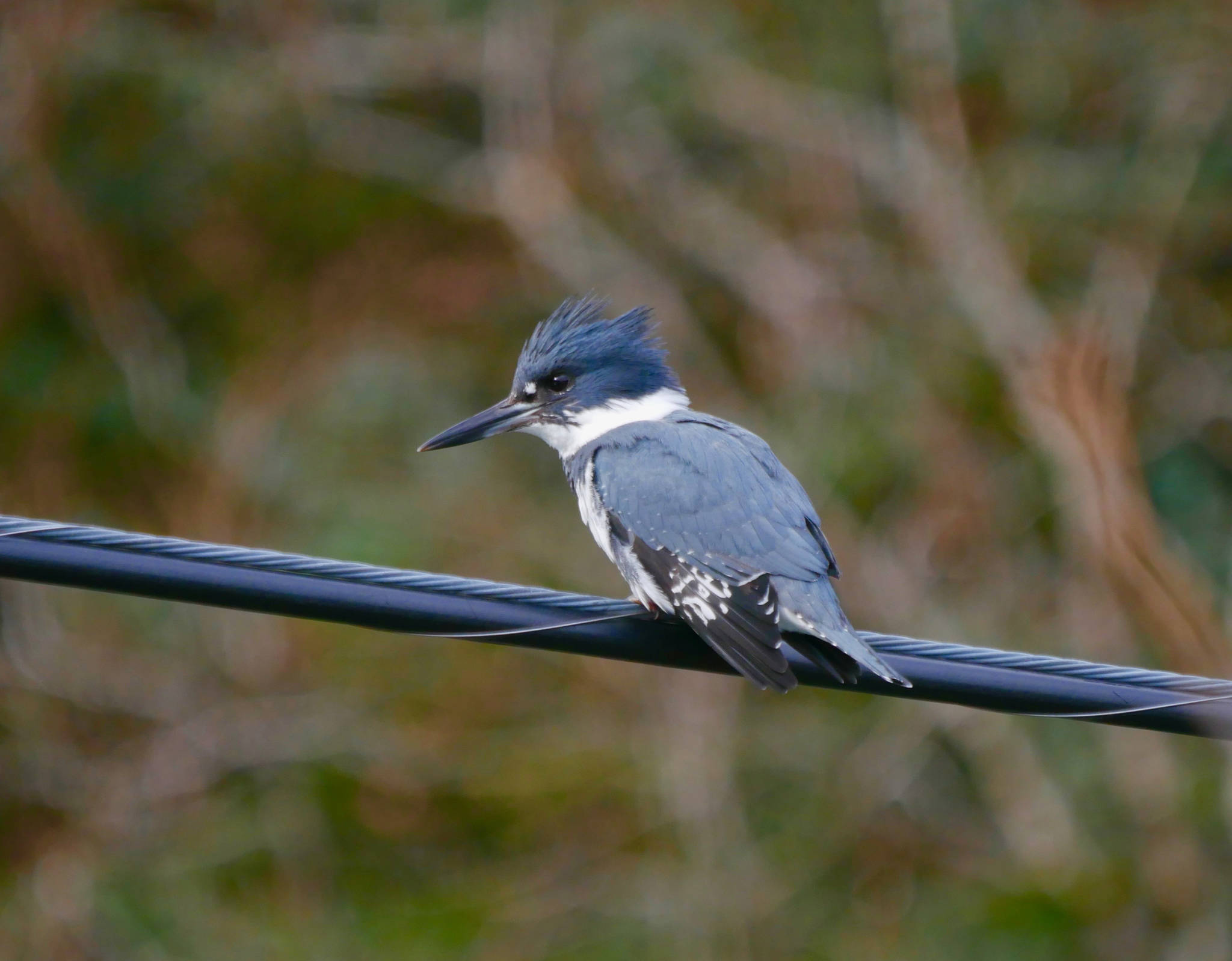 A belted kingfisher in Juneau. (Courtesy Photo | Janine Reep)