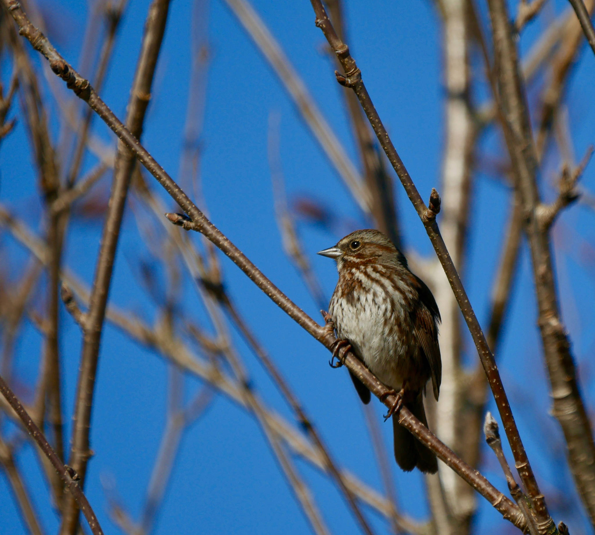 A cheery song sparrow in Juneau. (Courtesy Photo | Janine Reep)