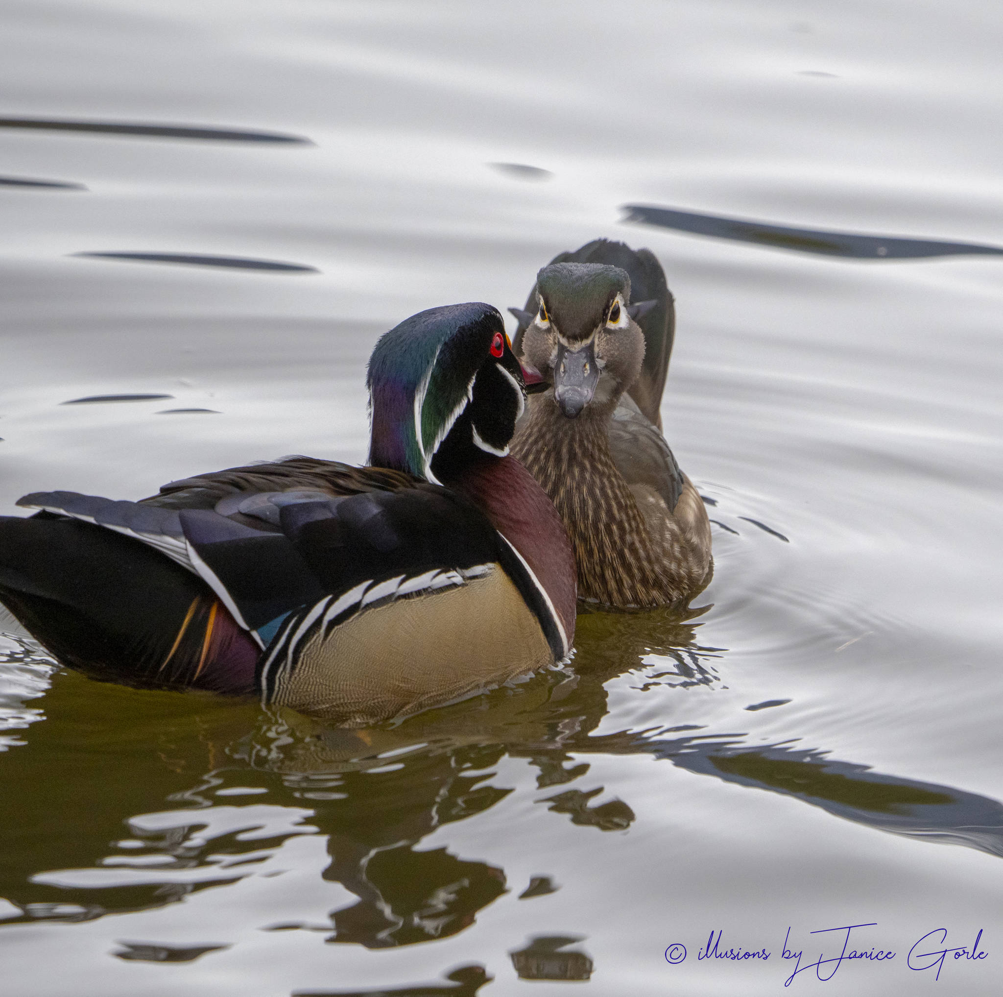 Wood ducks at Rotary Park in Juneau. (Courtesy Photo | Janice Gorle)