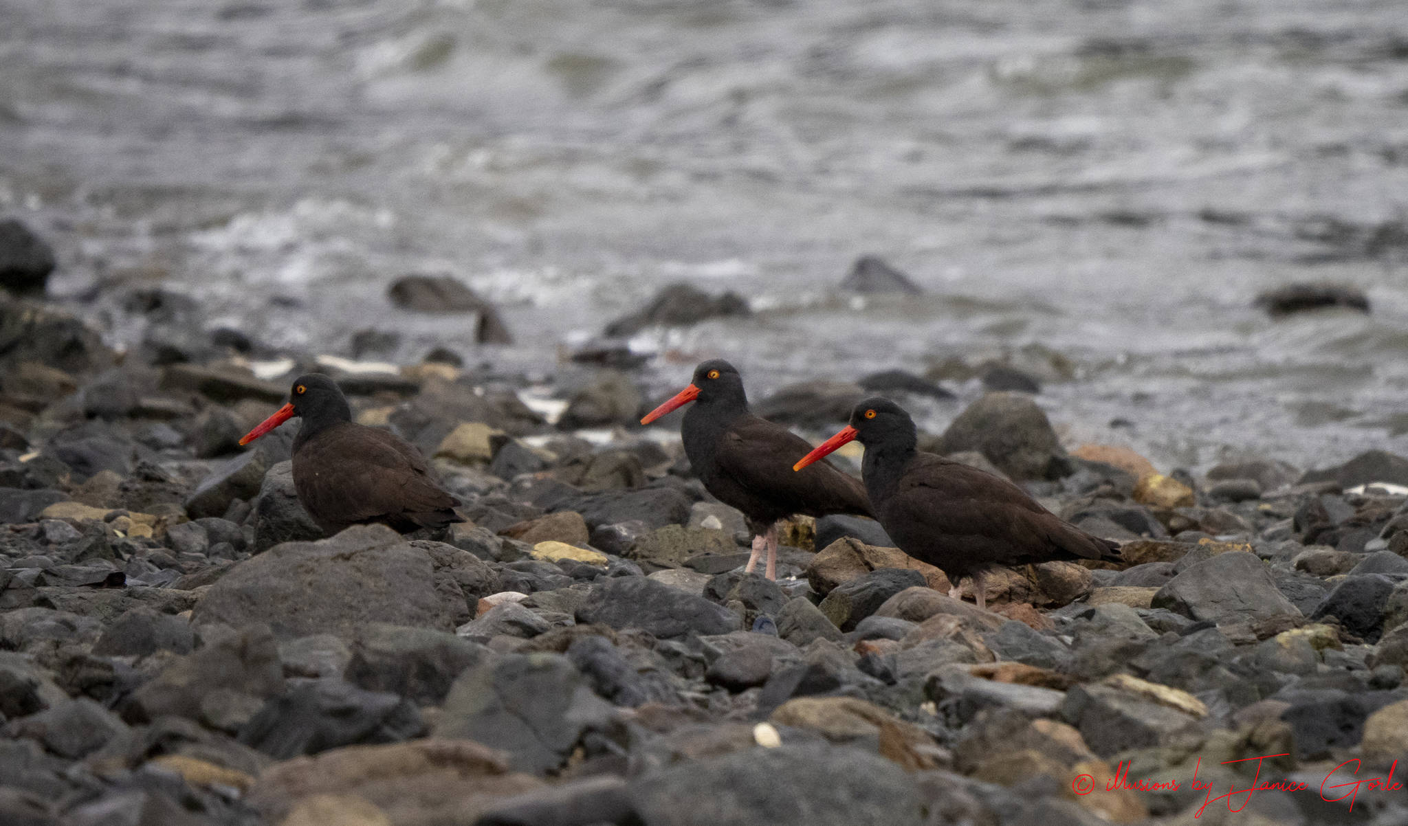 Oyster catchers at low tide at Point Louisa in Juneau, Alaska on April 21, 2019. (Courtesy Photo | Janice Gorle)