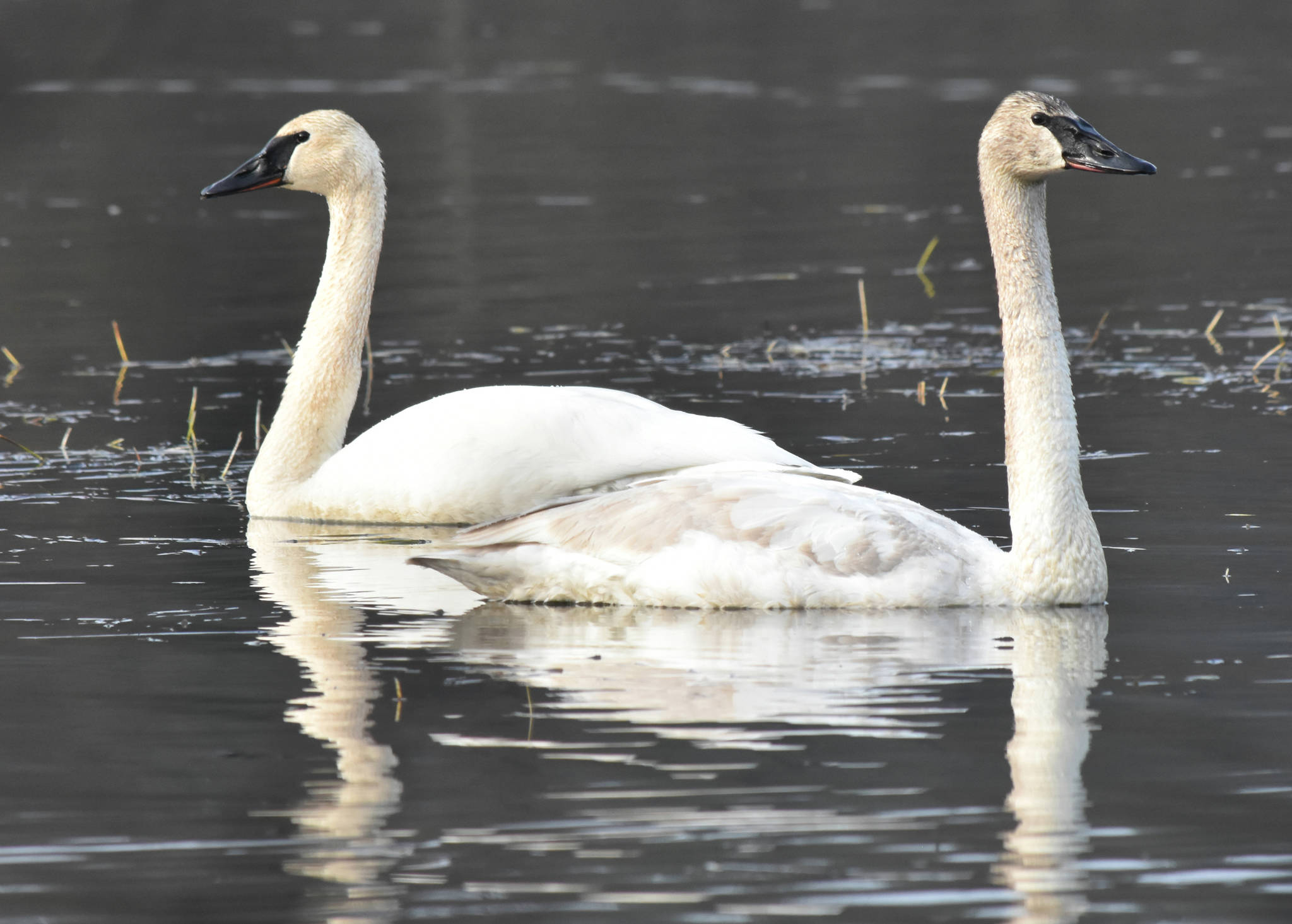 Migrating trumpeter swans at Dredge Lakes on April 13. (Courtesy Photo | Linda Shaw)