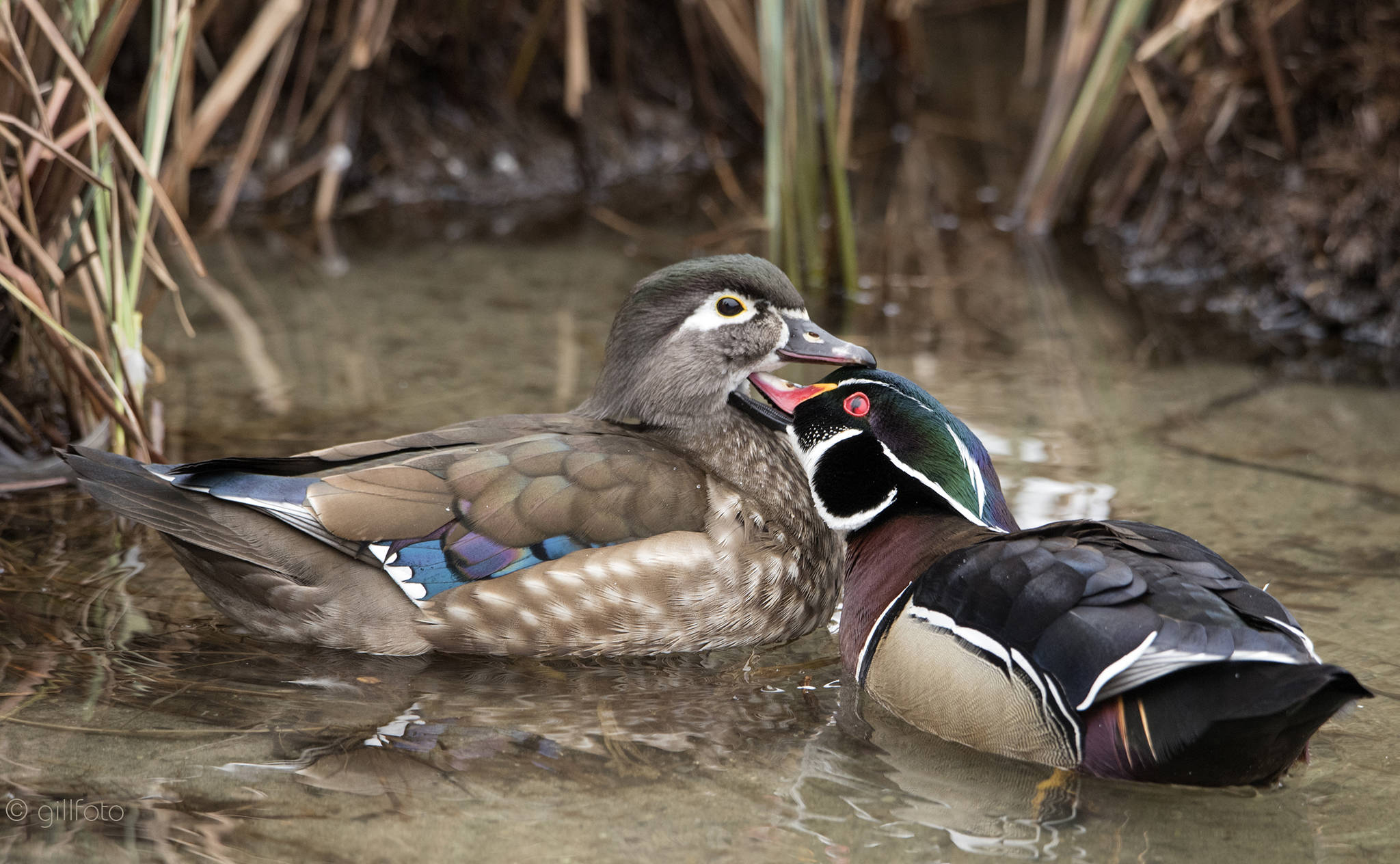 Mr. and Mrs. Wood Duck grooming at Rotary Park in Juneau, Alaska on April 16, 2019. (Courtesy Photo | Kenneth Gill)
