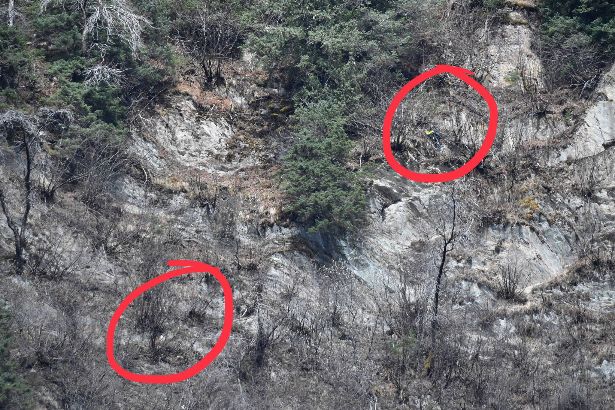A dog owner is seen trying to get his or her dog, which is stranded on a cliff above the start of the Perseverance Trailhead. He or she reached the dog at about 2:35 p.m. Wednesday. The red circles show the dog owner, top right, and the dog, bottom left. (Michael Penn | Juneau Empire)