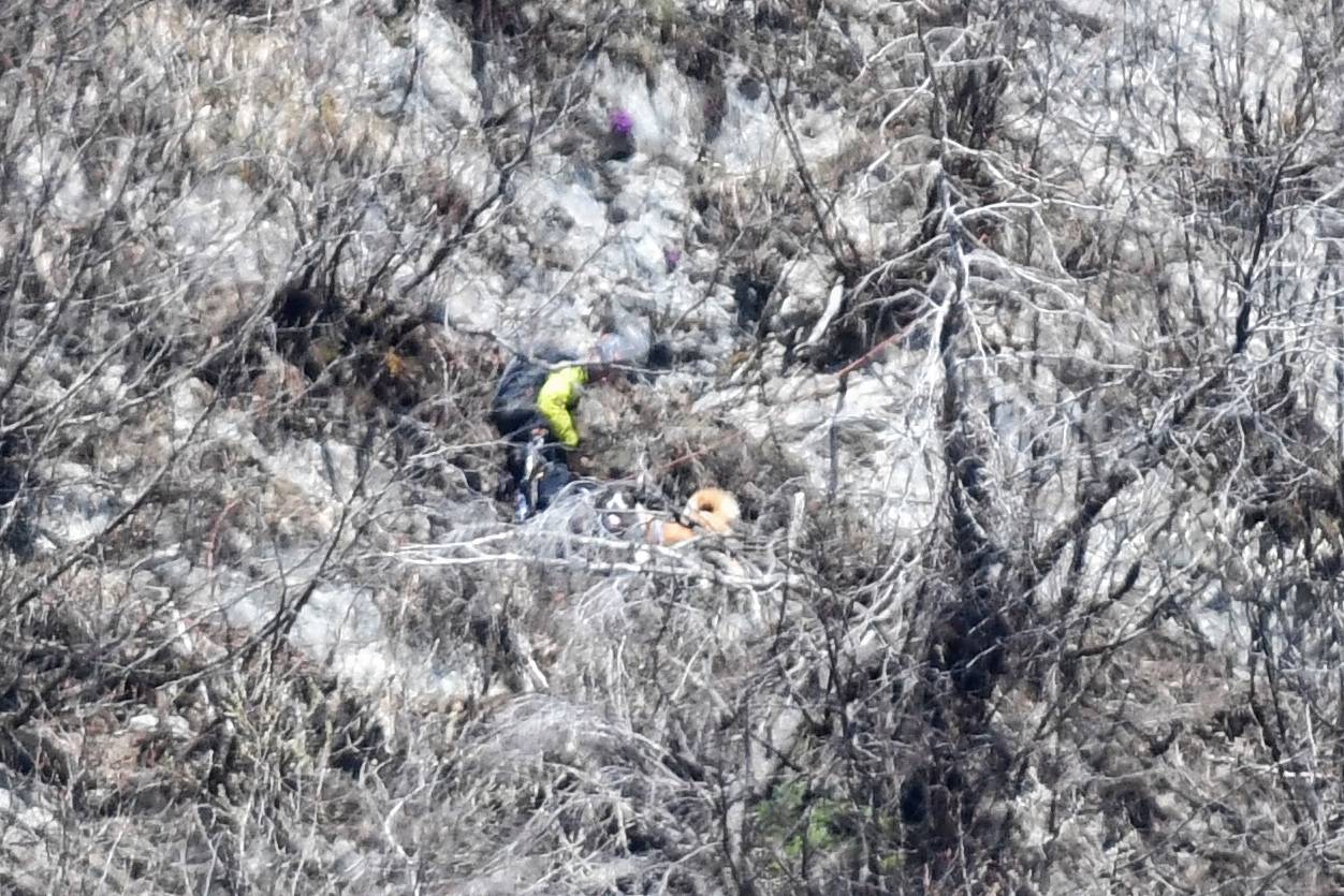 Rescuers rappel dog stranded on cliff to safety