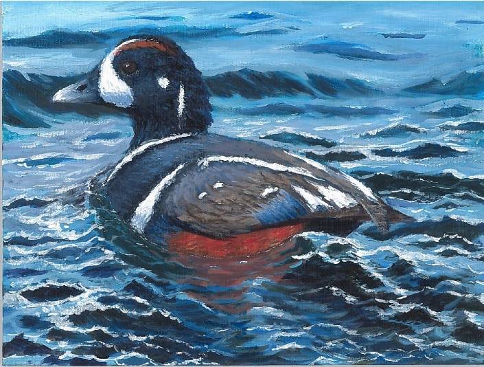 This painting of a harlequin duck by Thunder Mountain High School’s Alain Soltys-Gray won the 2019 Alaska Junior Duck Stamp Contest. (Courtesy art | U.S. Fish and Wildlife Service)