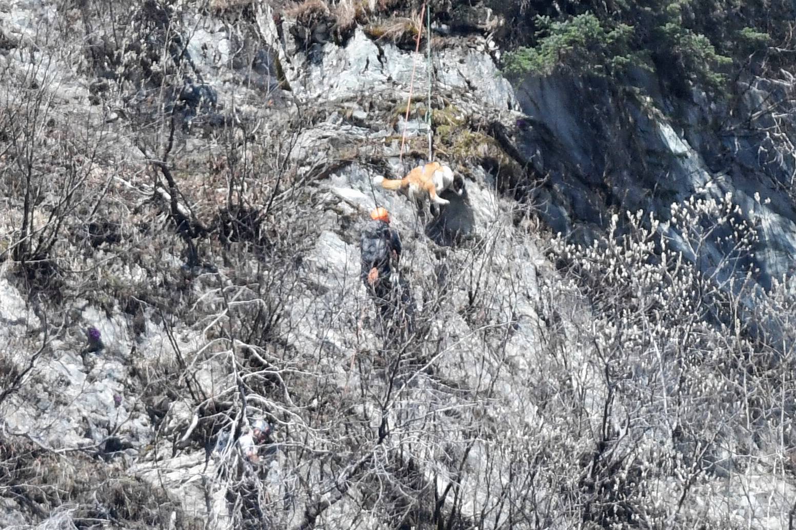 A rescuer rappels down Mount Juneau to get a stranded dog off a cliff above Perseverance Trail. (Michael Penn | Juneau Empire)