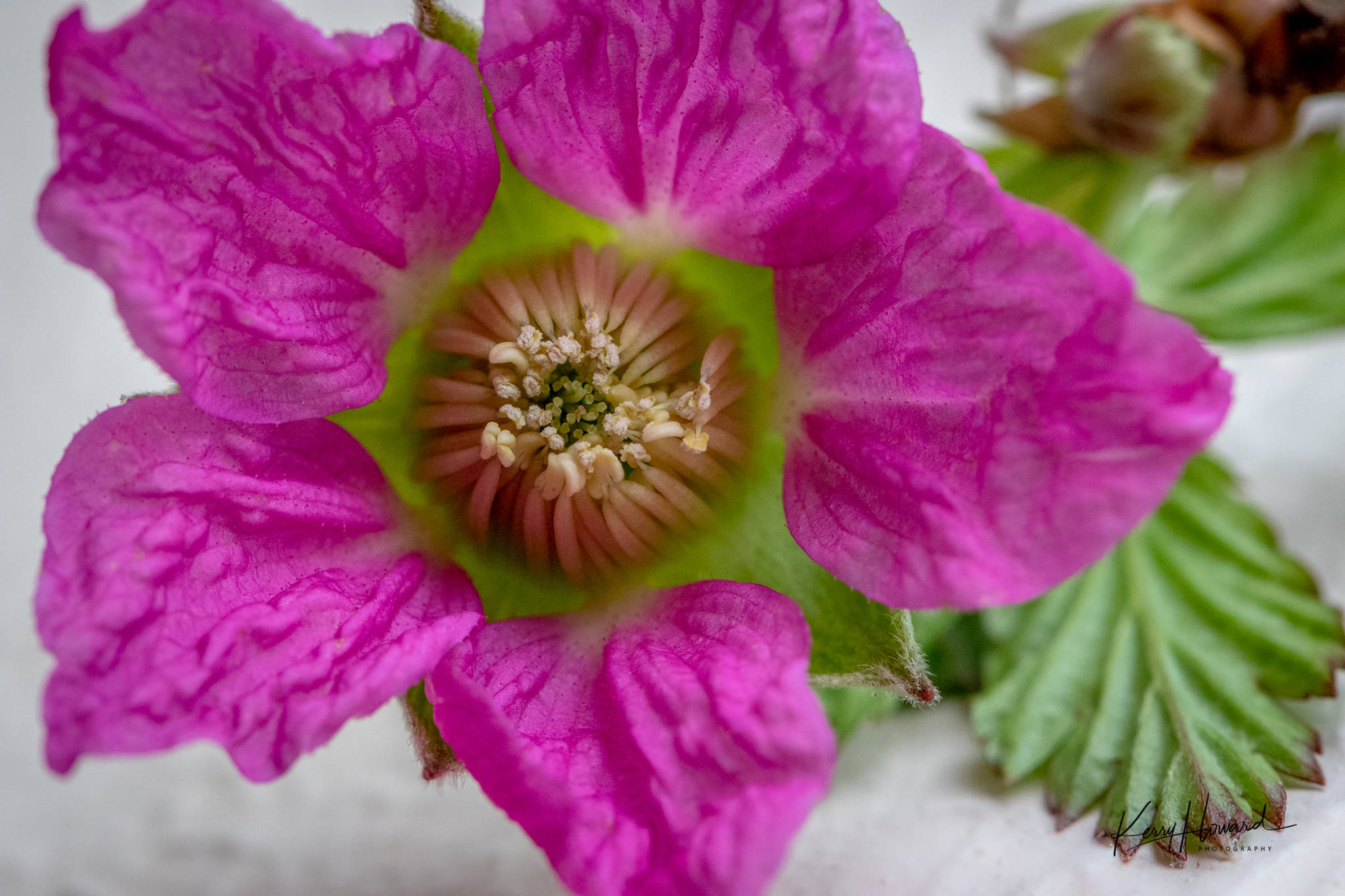 A salmonberry flower in Juneau on April 8, 2019. (Courtesy Photo | Kerry Howard)