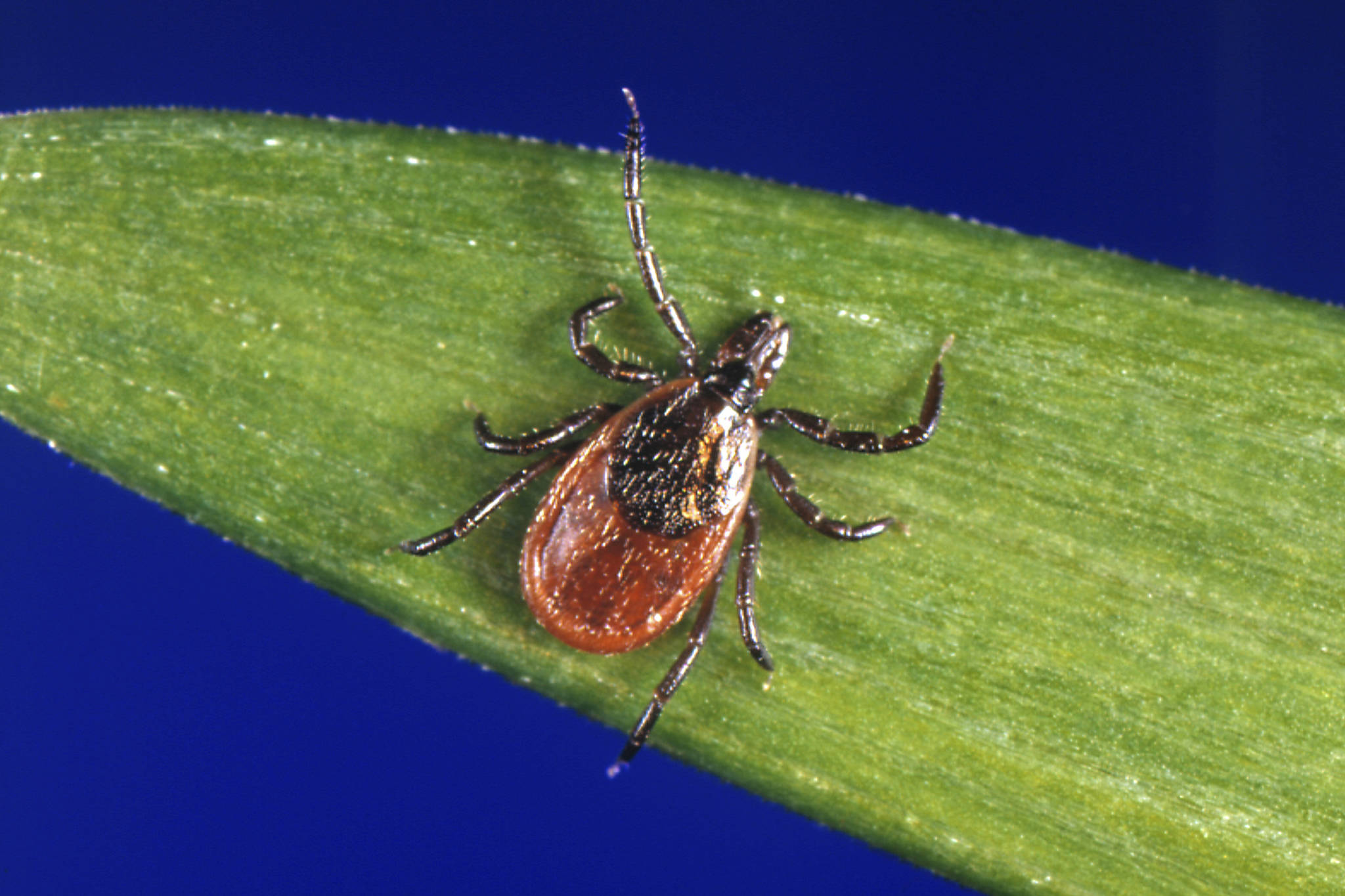 In this undated photo, a blacklegged tick, also known as a deer tick, rests on a plant. Non-native ticks, including some with significant veterinary and medical importance, are showing up in Alaska and health officials fear a warmer climate may allow them to become established. A collaborative project between the University of Alaska and state wildlife and veterinary officials is working to understand the risk of non-native ticks such as blacklegged ticks and pathogens they could carry. (U.S. Centers for Disease Control and Prevention)
