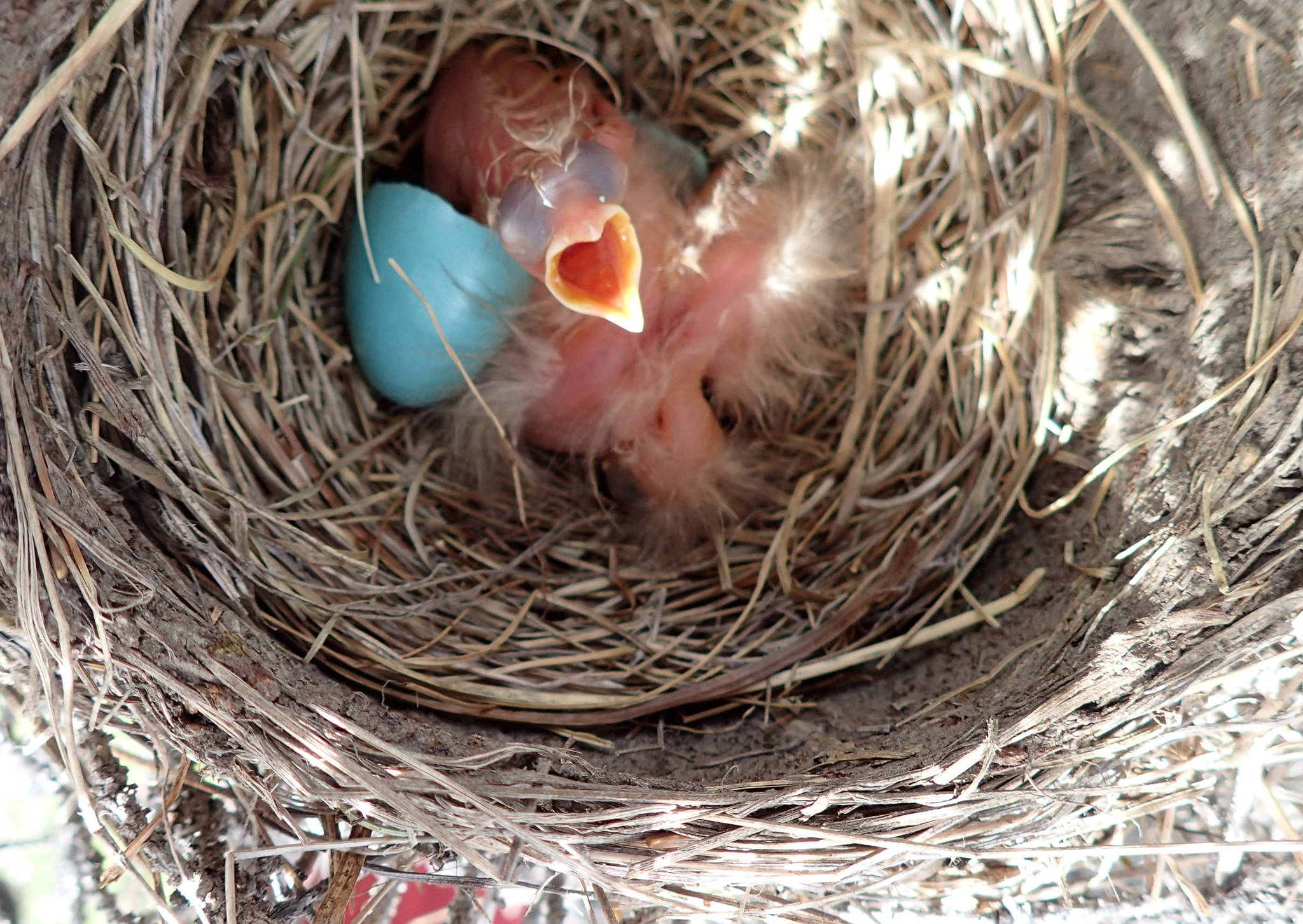 Sense of smell is important for birds, like these robin chicks. (Courtesy Photo | Ned Rozell)