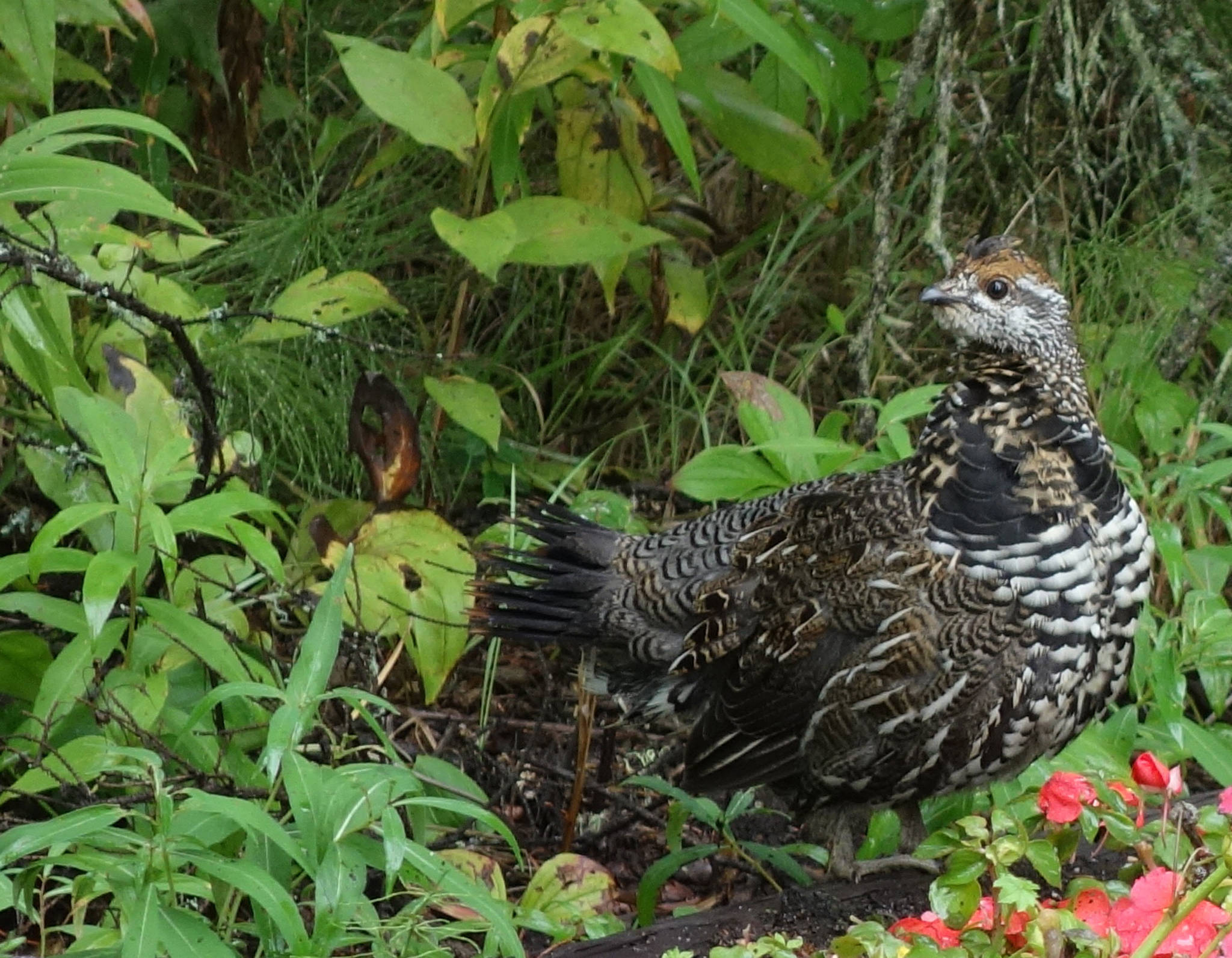 Sense of smell is important for birds, like this spruce grouse. (Courtesy Photo | Ned Rozell)