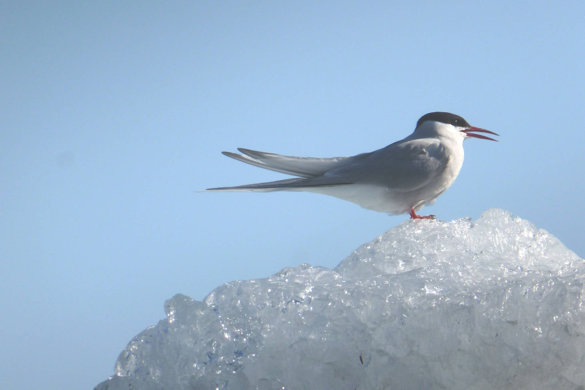 Arctic tern nesting areas closed at glacier
