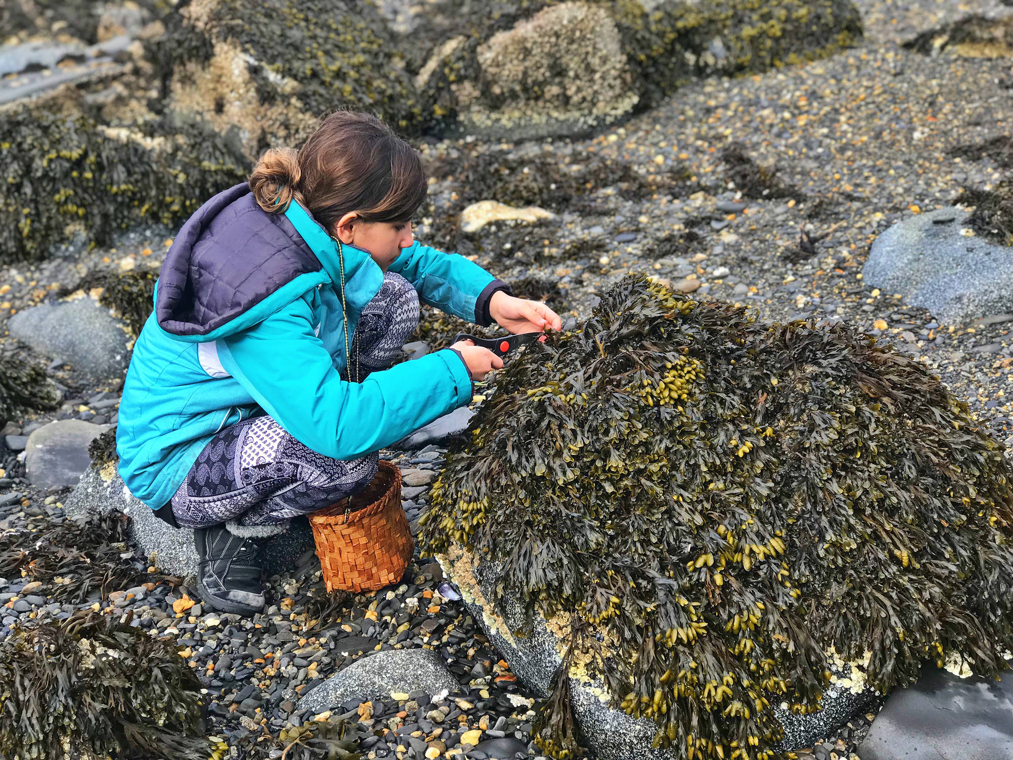 Niece Rhiannon harvests seaweed. (Courtesy Photo | Vivian Faith Prescott)