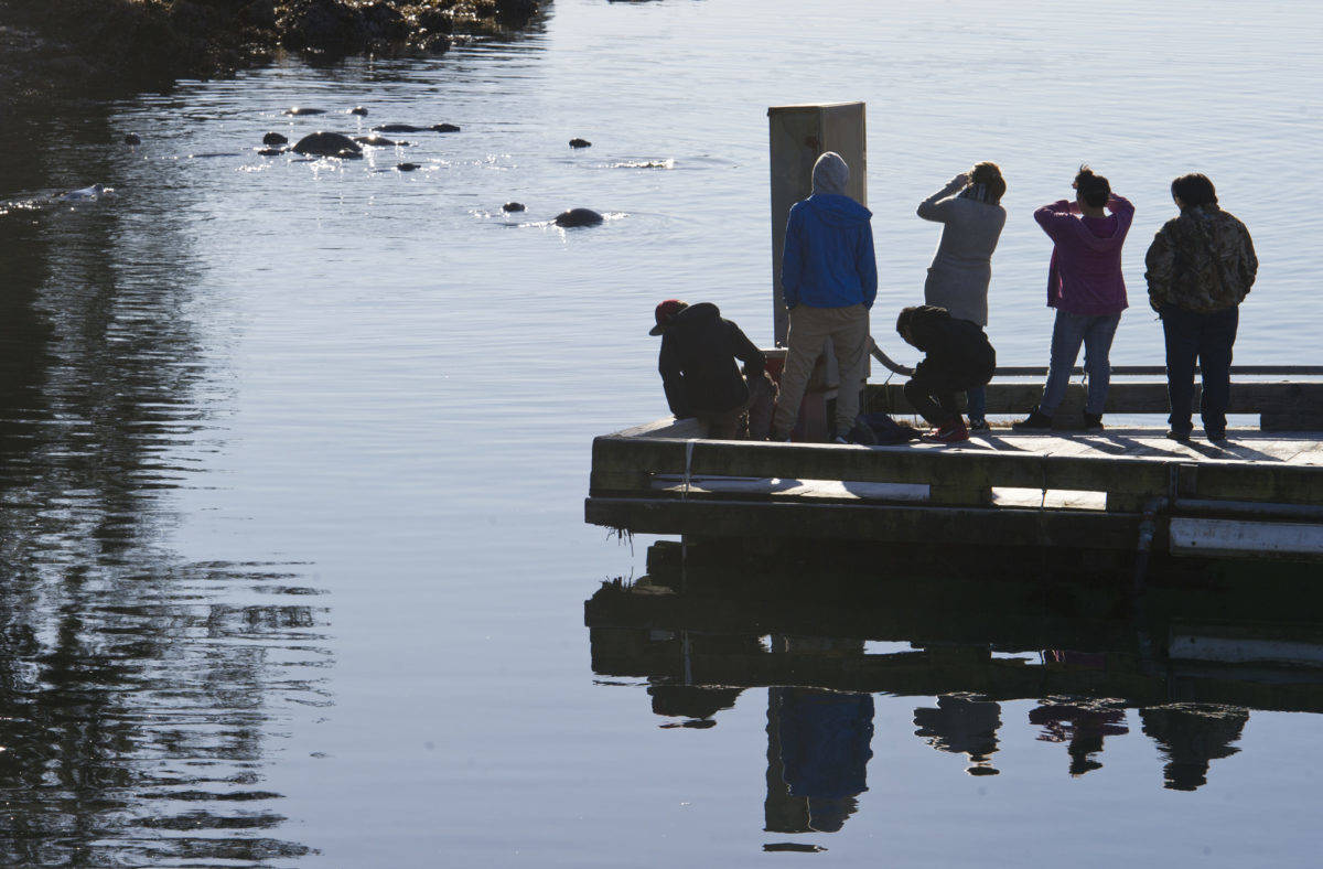 People watch a pod of Steller sea lions from a float at the Don D. Statter Memorial Boat Harbor in Auke Bay on Monday, Feb. 20, 2017. (Michael Penn | Juneau Empire File)
