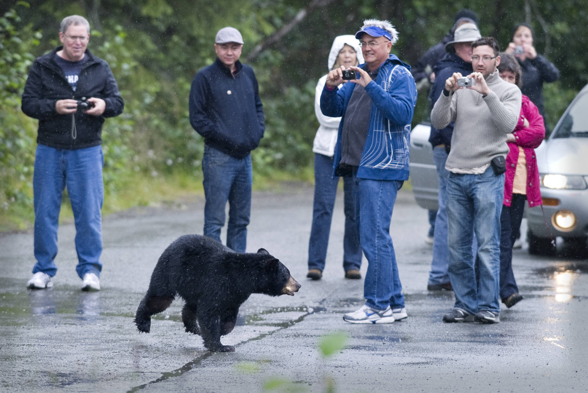 Tourists photograph an adolescent black bear as it crosses the road at the Mendenhall Glacier Visitor Center. (Michael Penn | Juneau Empire File)