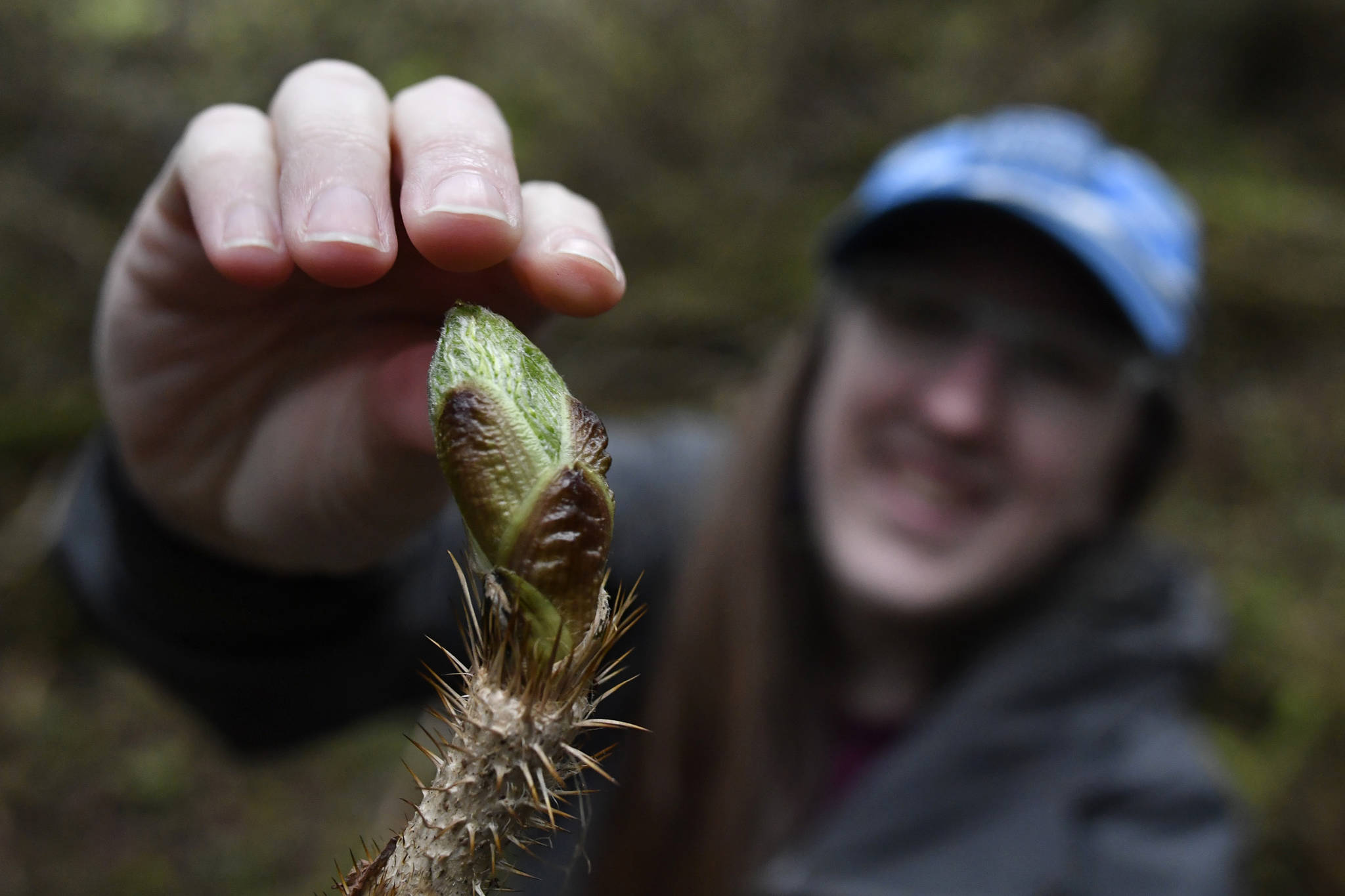 Erin Anais Heist picks devil’s club buds for her Eating Wild recipe in the Auke Recreation Area on Tuesday, April 23, 2019. (Michael Penn | Juneau Empire)