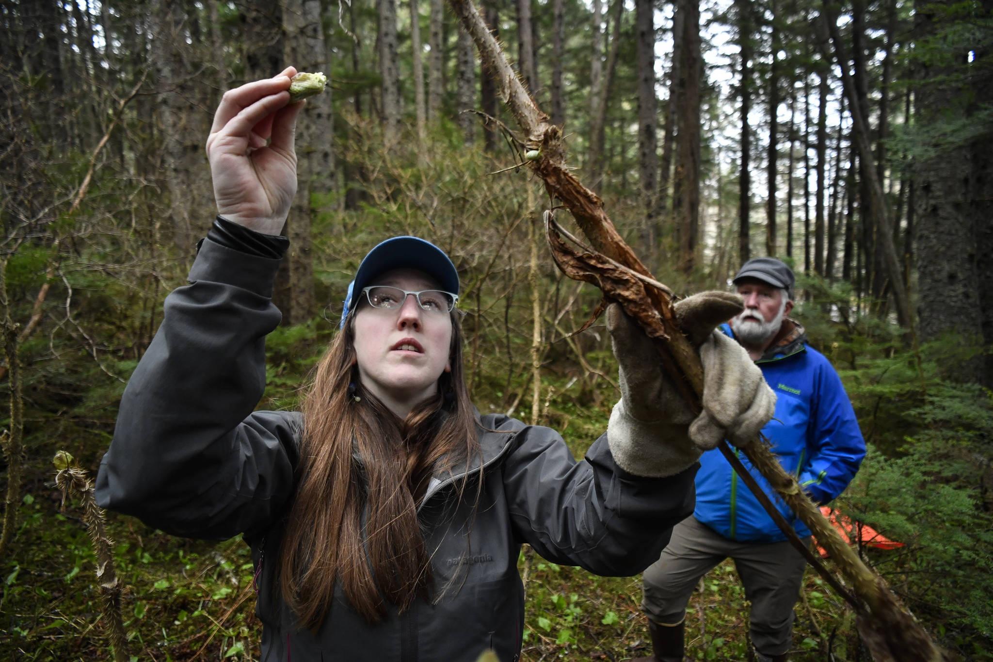 Erin Anais Heist picks devil’s club buds for her Eating Wild recipe while hiking with her father, Bill Hanson, in the Auke Recreation Area on Tuesday, April 23, 2019. (Michael Penn | Juneau Empire)