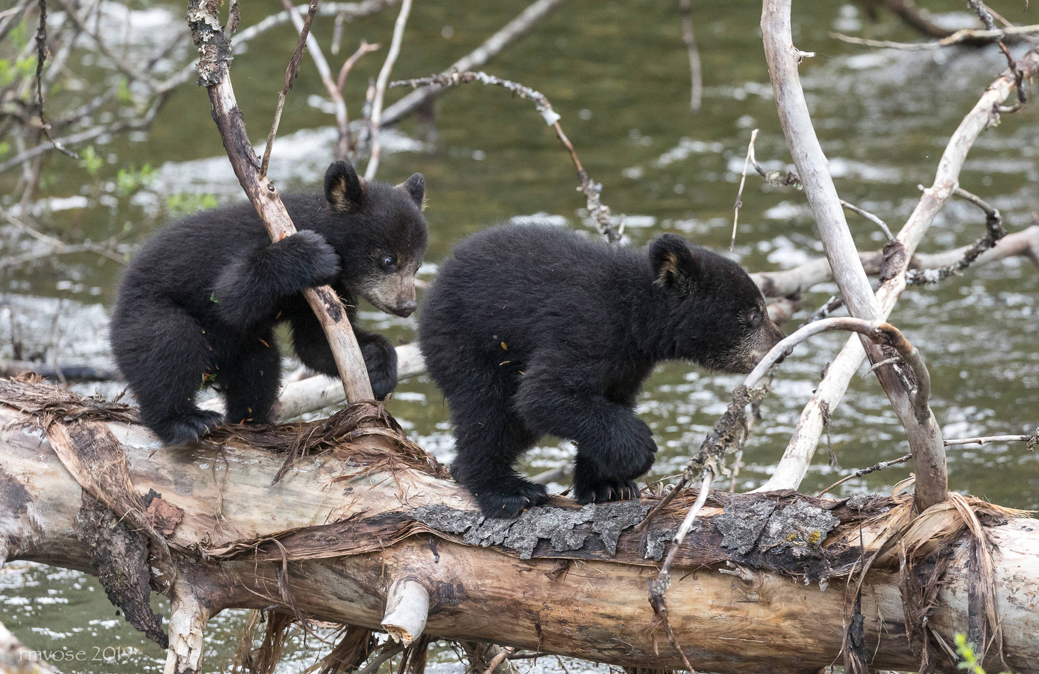 Two cubs traverse a log over Steep Creek on May 18, 2019. (Courtesy Photo | Gina Vose)