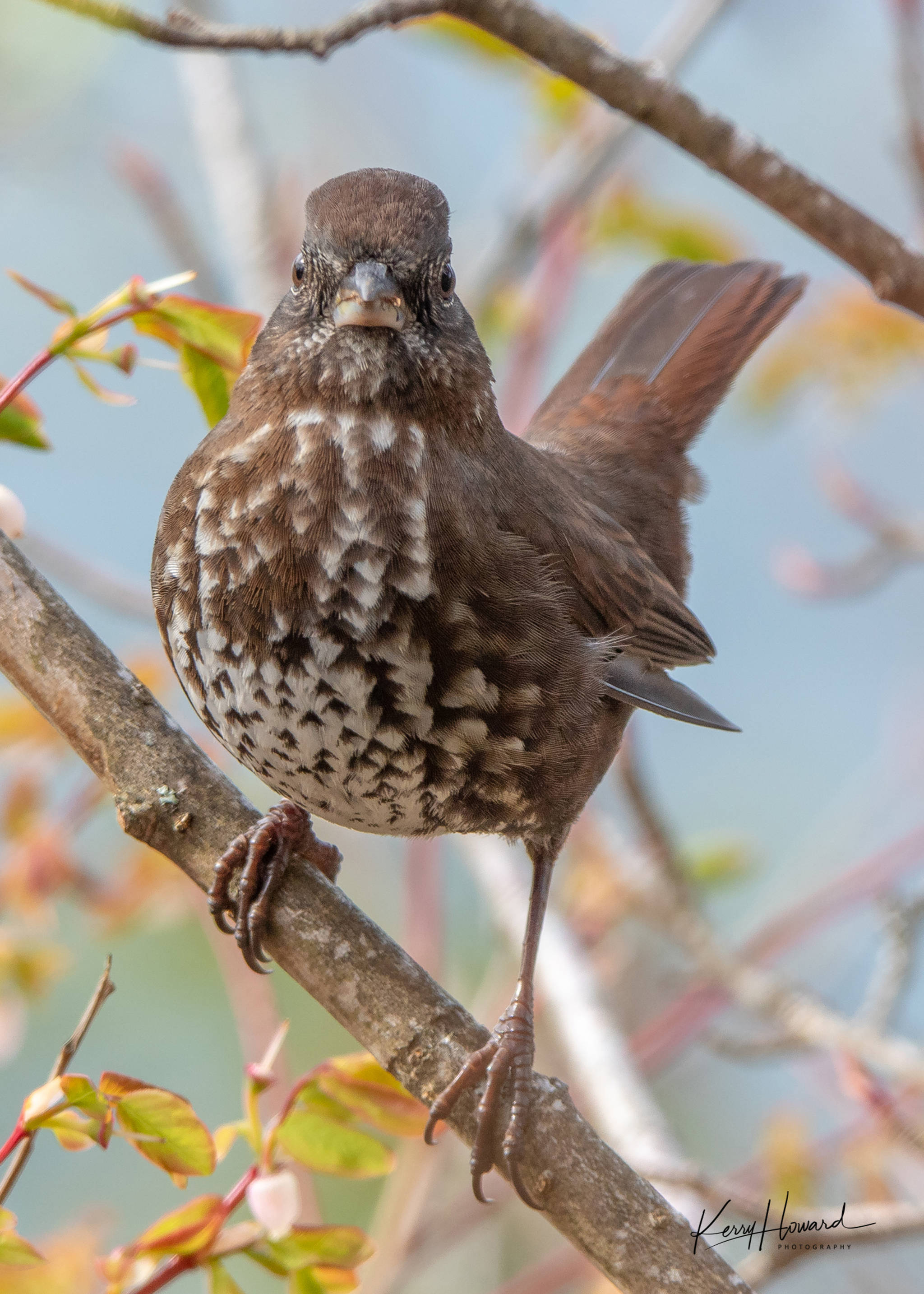 A fox sparrow on a spring day in Juneau on April 13, 2019. (Courtesy Photo | Kerry Howard)