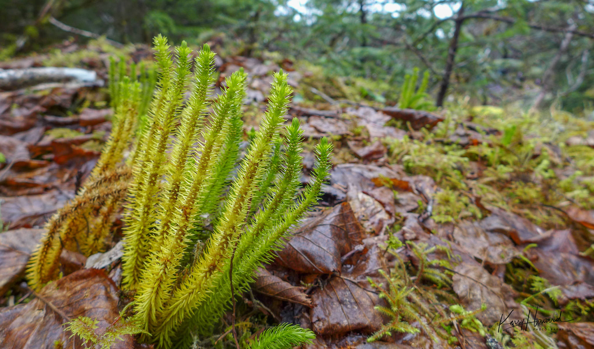 Club moss, a type of fern, seen on East Glacier Trail in Juneau on April 17, 2019. (Courtesy Photo | Kerry Howard)