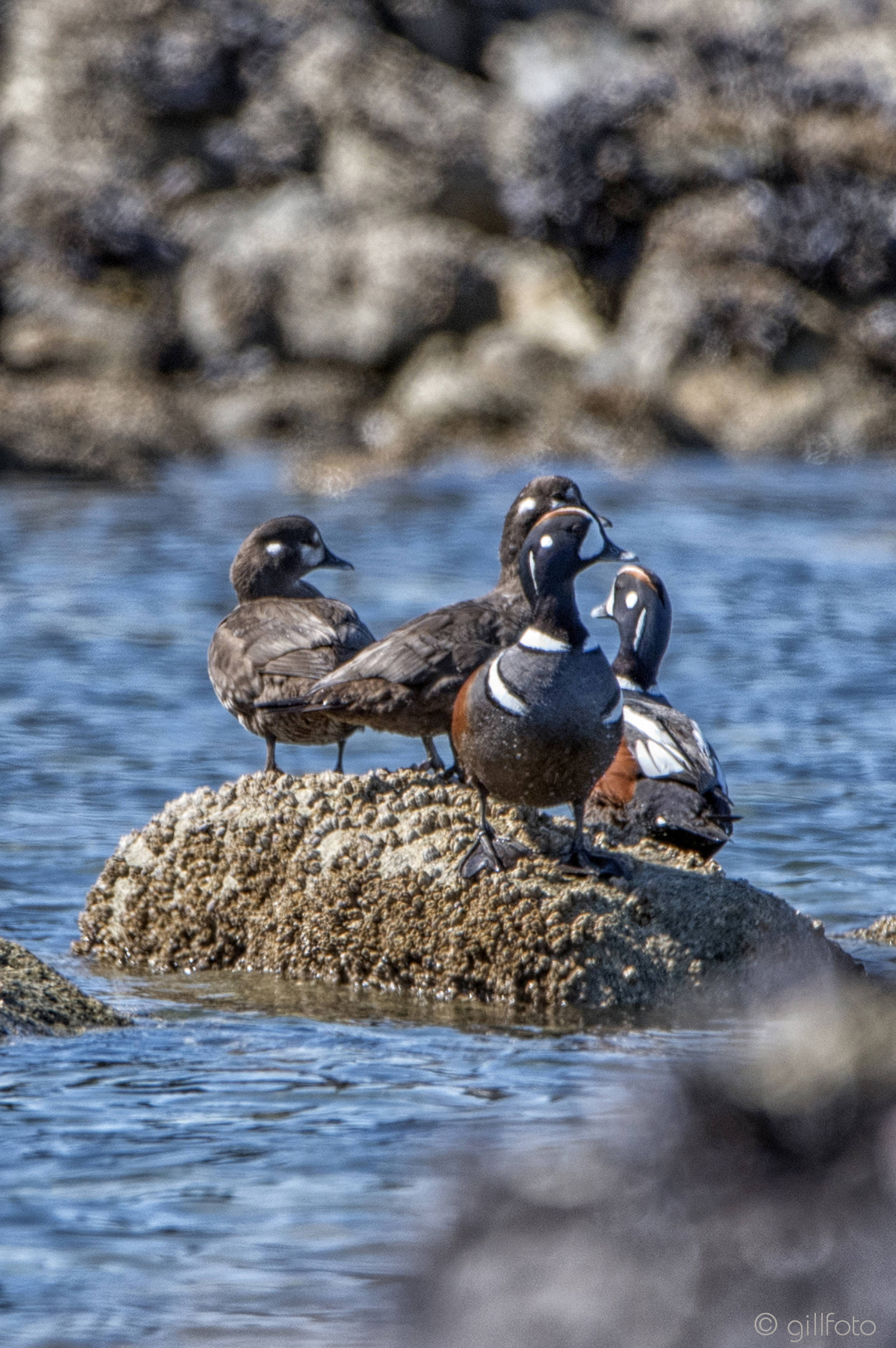 Harlequin ducks at low tide in Berners Bay on April 27, 2019. (Courtesy Photo | Kenneth Gill)