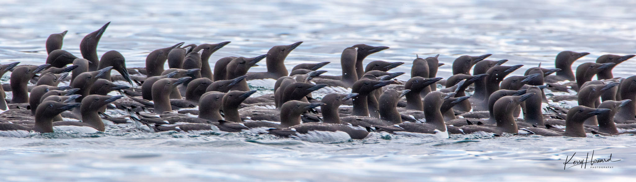 A raft of pigeon guillemots navigate the water on May 11, 2019. (Courtesy Photo | Kerry Howard)