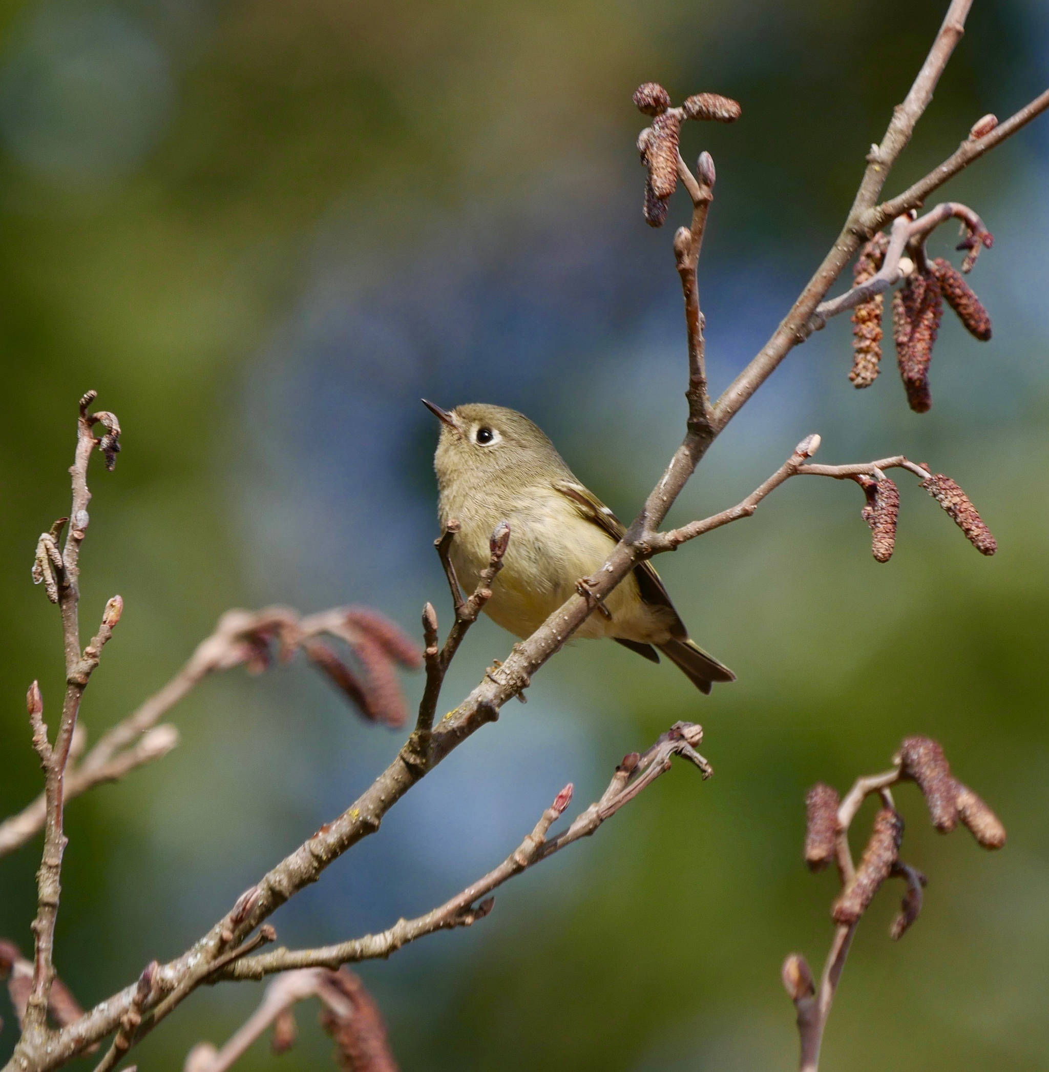 A ruby-crowned kinglet at the Mendenhall Wetlands on May 22, 2019. (Courtesy Photo | Janine Reep)