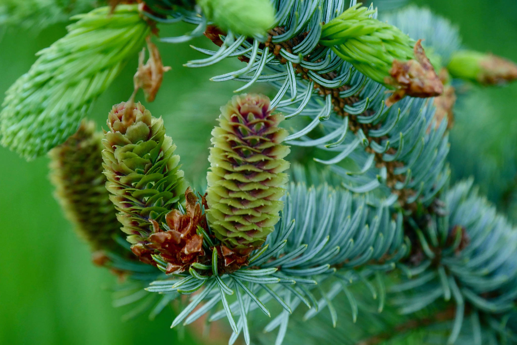 Baby spruce cones at Fish Creek on May 22, 2019. (Courtesy Photo | Janine Reep)