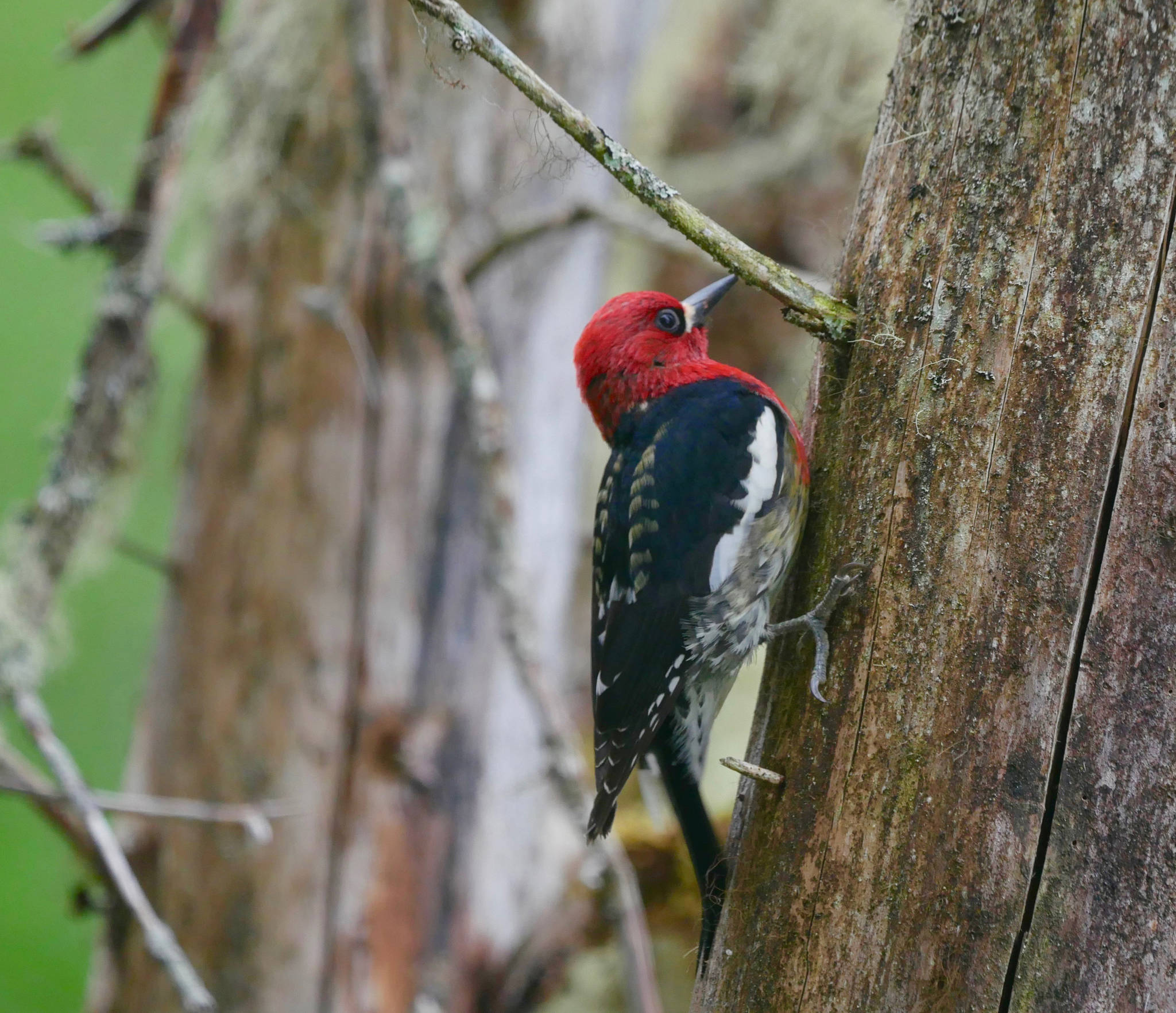 A red-bellied sapsucker at Fish Creek on May 22, 2019. (Courtesy Photo | Janine Reep)