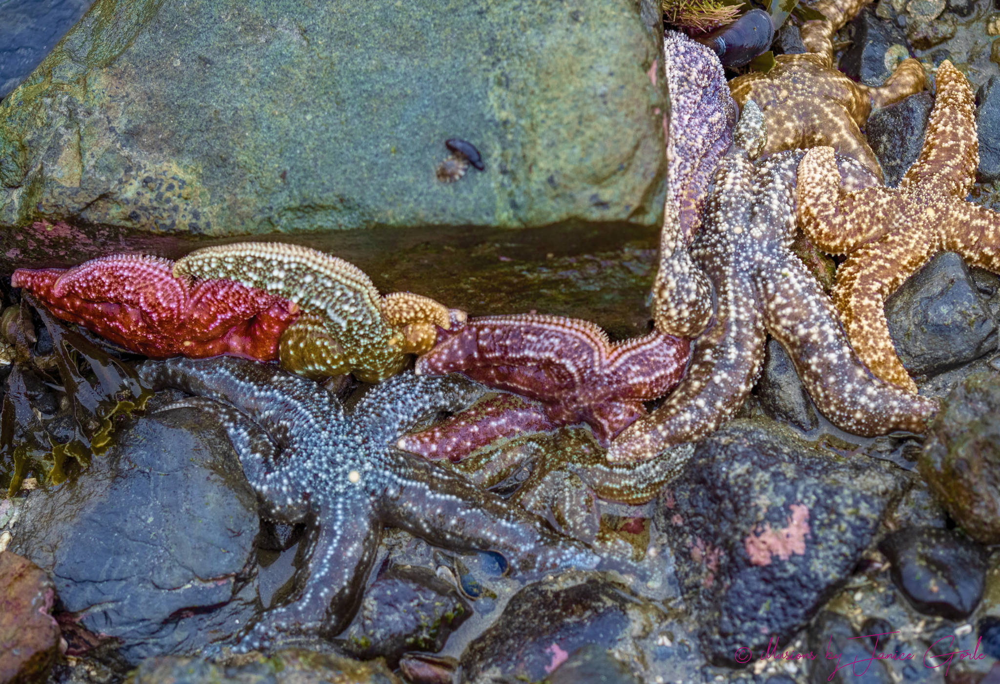 Colorful sea stars at low tide at Point Louisa on April 20, 2019. (Courtesy Photo | Janice Gorle)