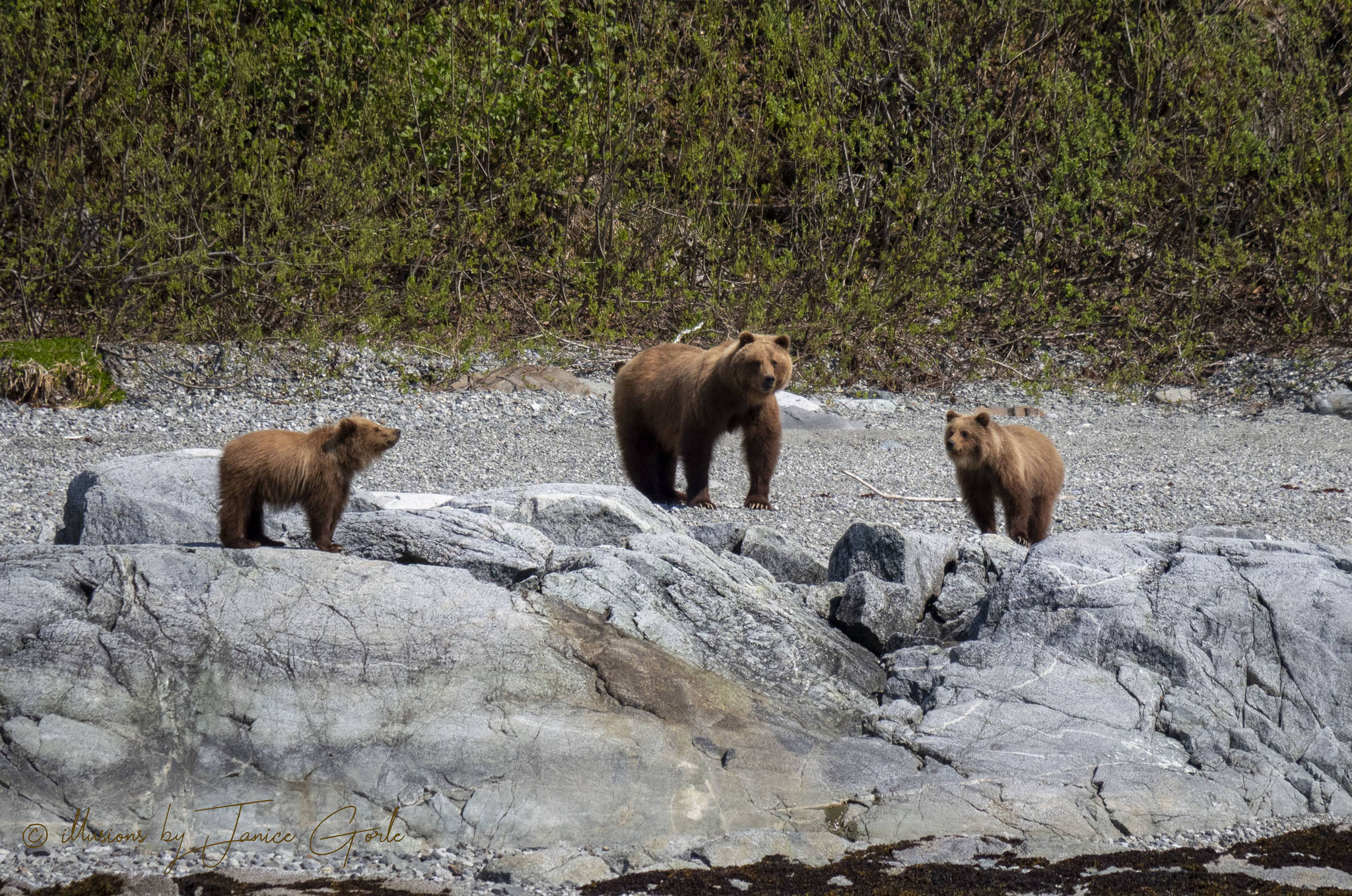 A family of brown bears at Glacier Bay on May 11, 2019. (Courtesy Photo | Janice Gorle)