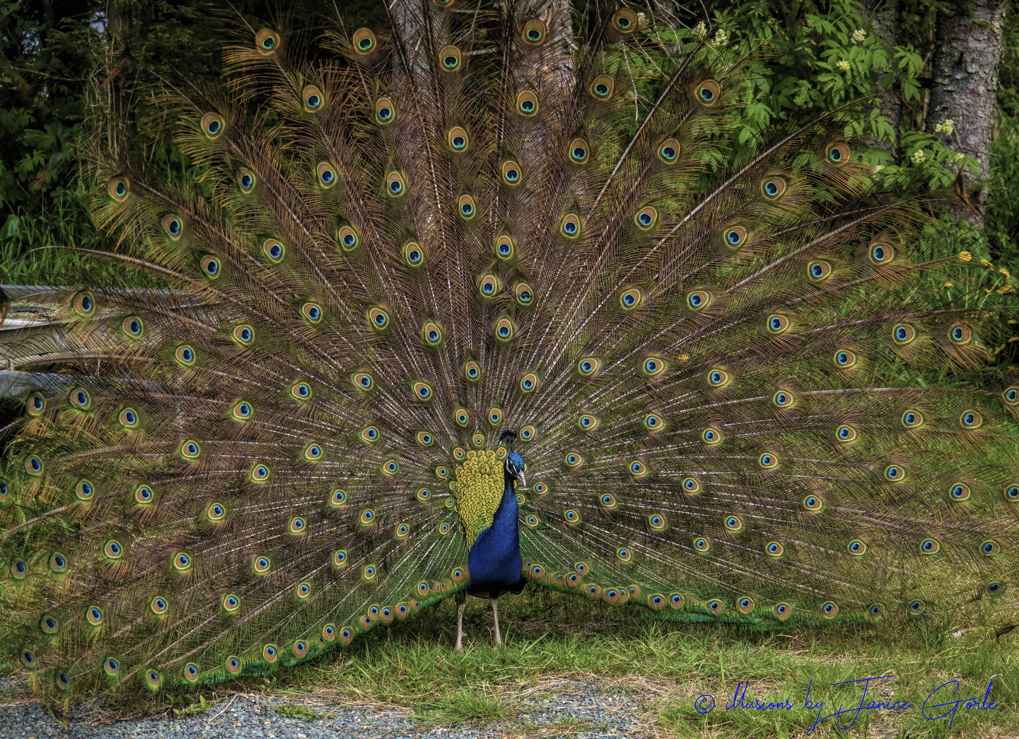 A peacock shows off its feathers at Swampy Acres on May 18, 2019. (Courtesy Photo | Janice Gorle)