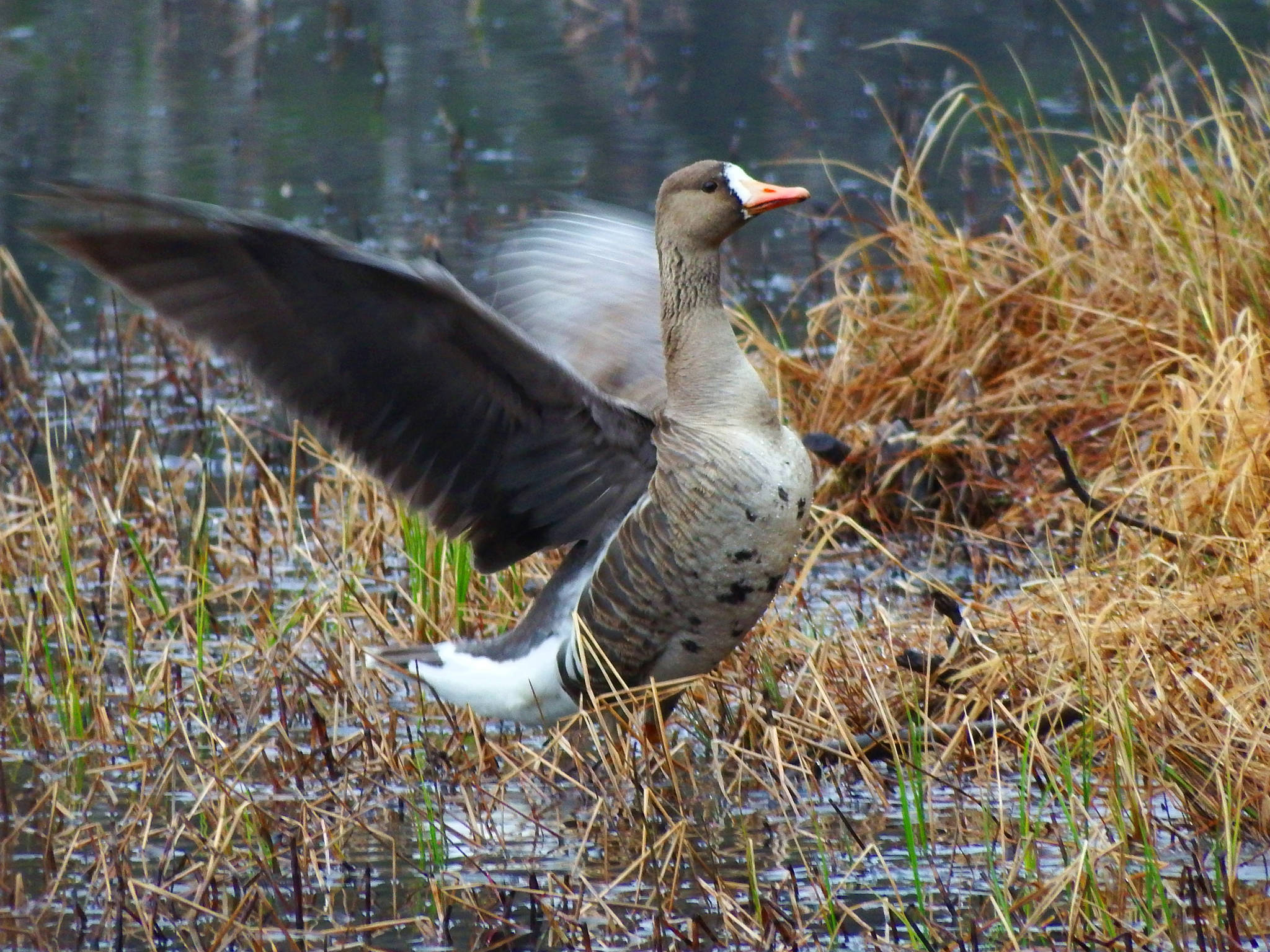 A greater white-fronted goose at Mendenhall Campground on April 27, 2019. (Courtesy Photo | Linda Shaw)