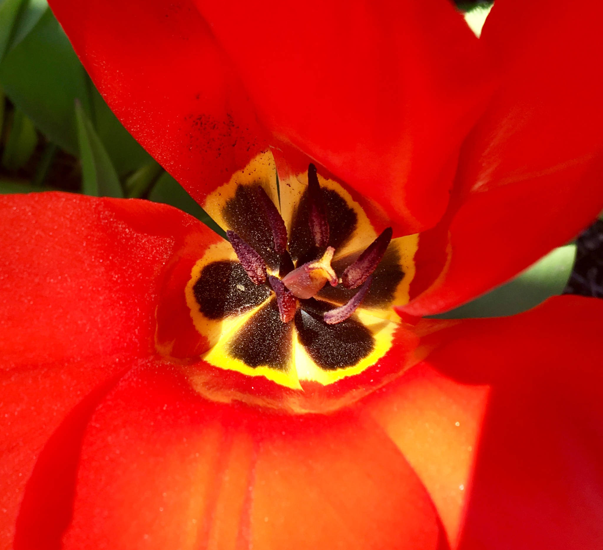 A spring tulip resembles a fiery colored pinwheel near Centennial Hall on April 29. (Courtesy Photo | Denise Carroll)