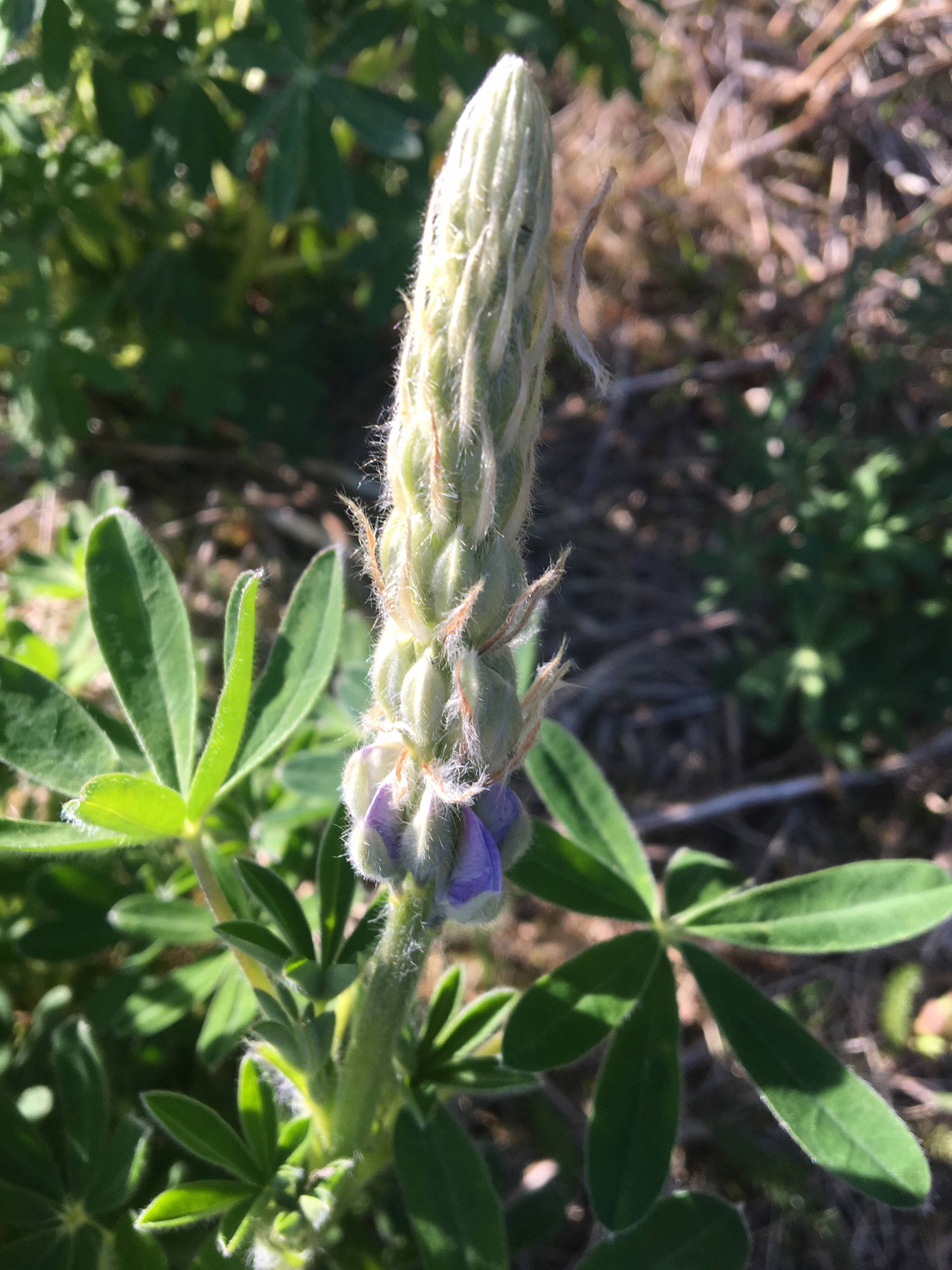 The soft feathery look of a lupine bud along the Airport Dike Trail on May 12, 2019. (Courtesy Photo | Denise Carroll)