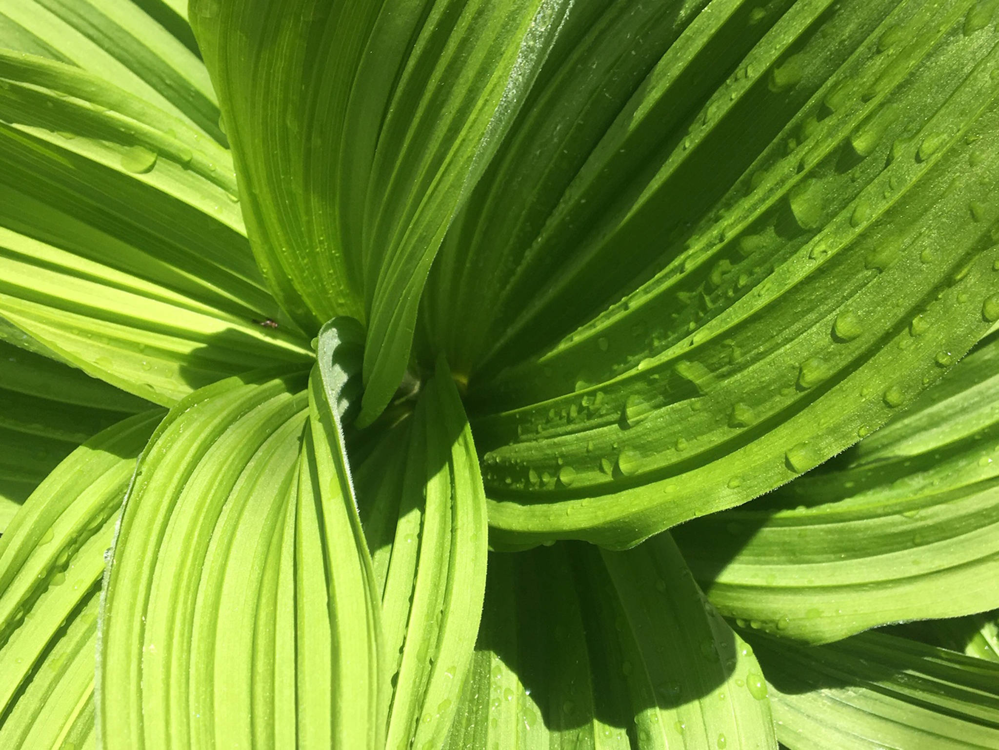 Looking down the throat of a dewy false hellebore along Sheep Creek Trail on May 17, 2019. (Courtesy Photo | Denise Carroll)