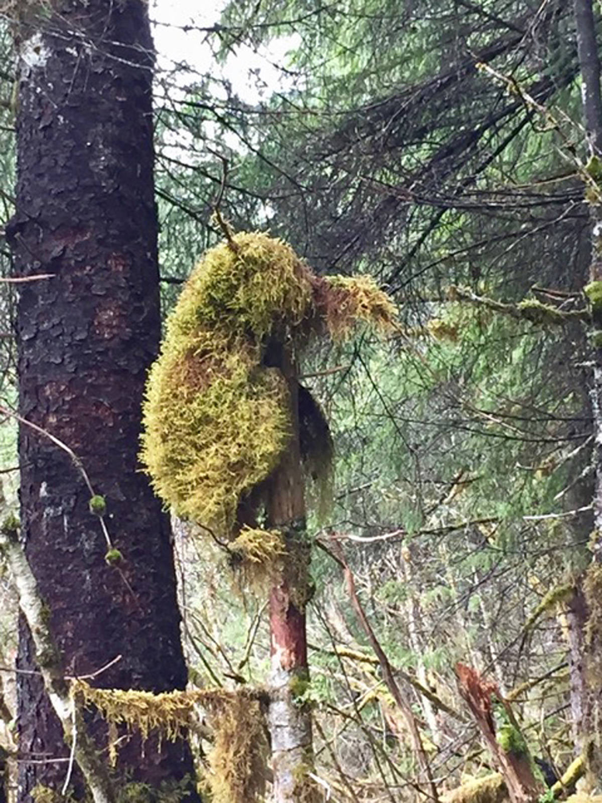 A furry moss-covered character on a stick along Eagle Glacier Cabin Trail on May 3, 2019. (Courtesy Photo | Sandy Williams)