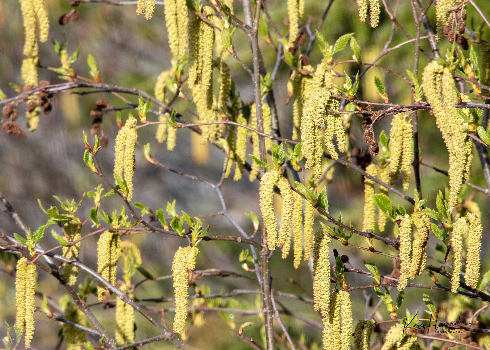 Clusters of colorful alder catkins on May 1, 2019. (Courtesy Photo | Kerry Howard)